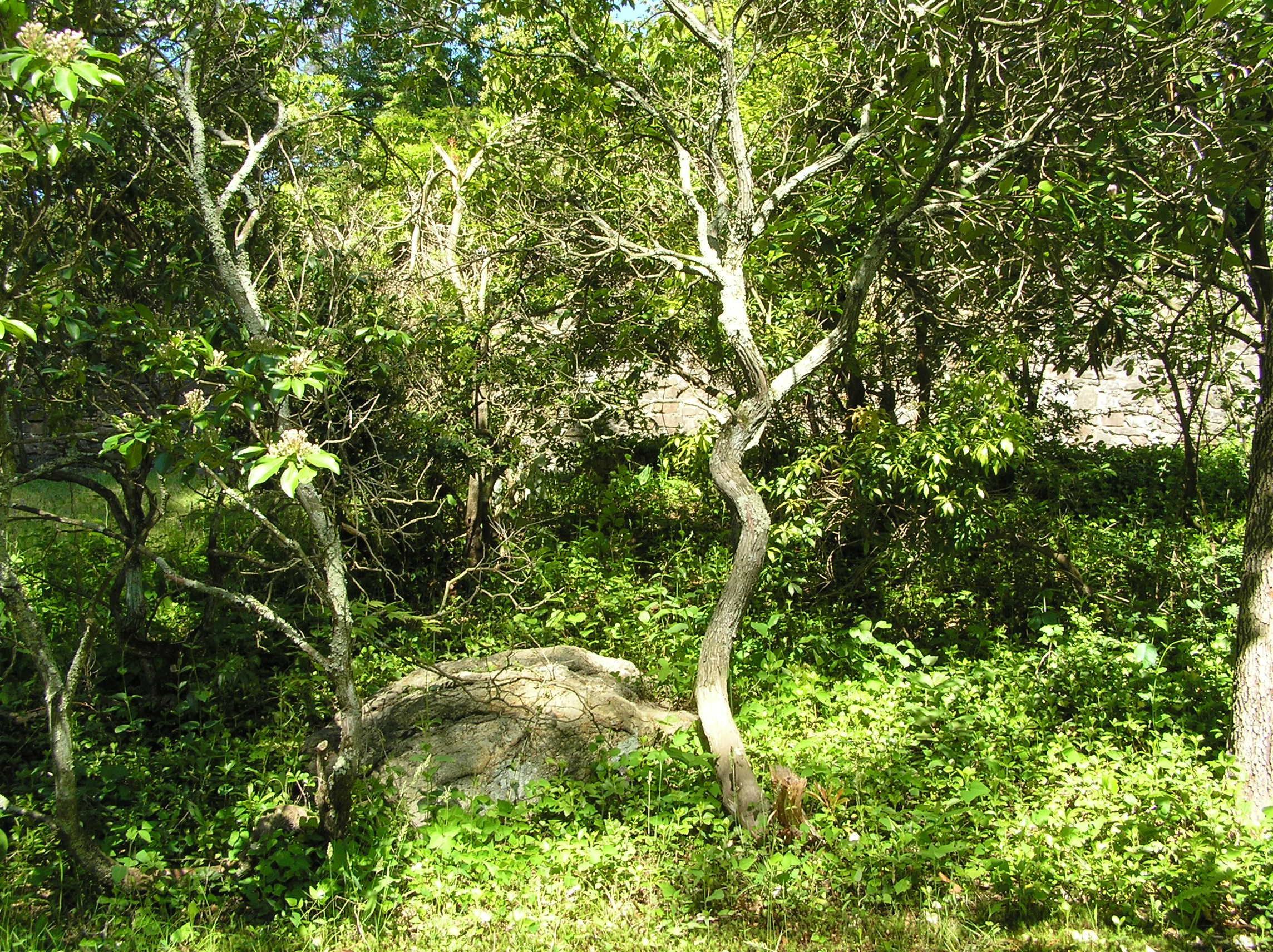 The unmarked grove of mountain laurel at Raymond Hood's gravesite, Sleepy Hollow Cemetery, New York.
