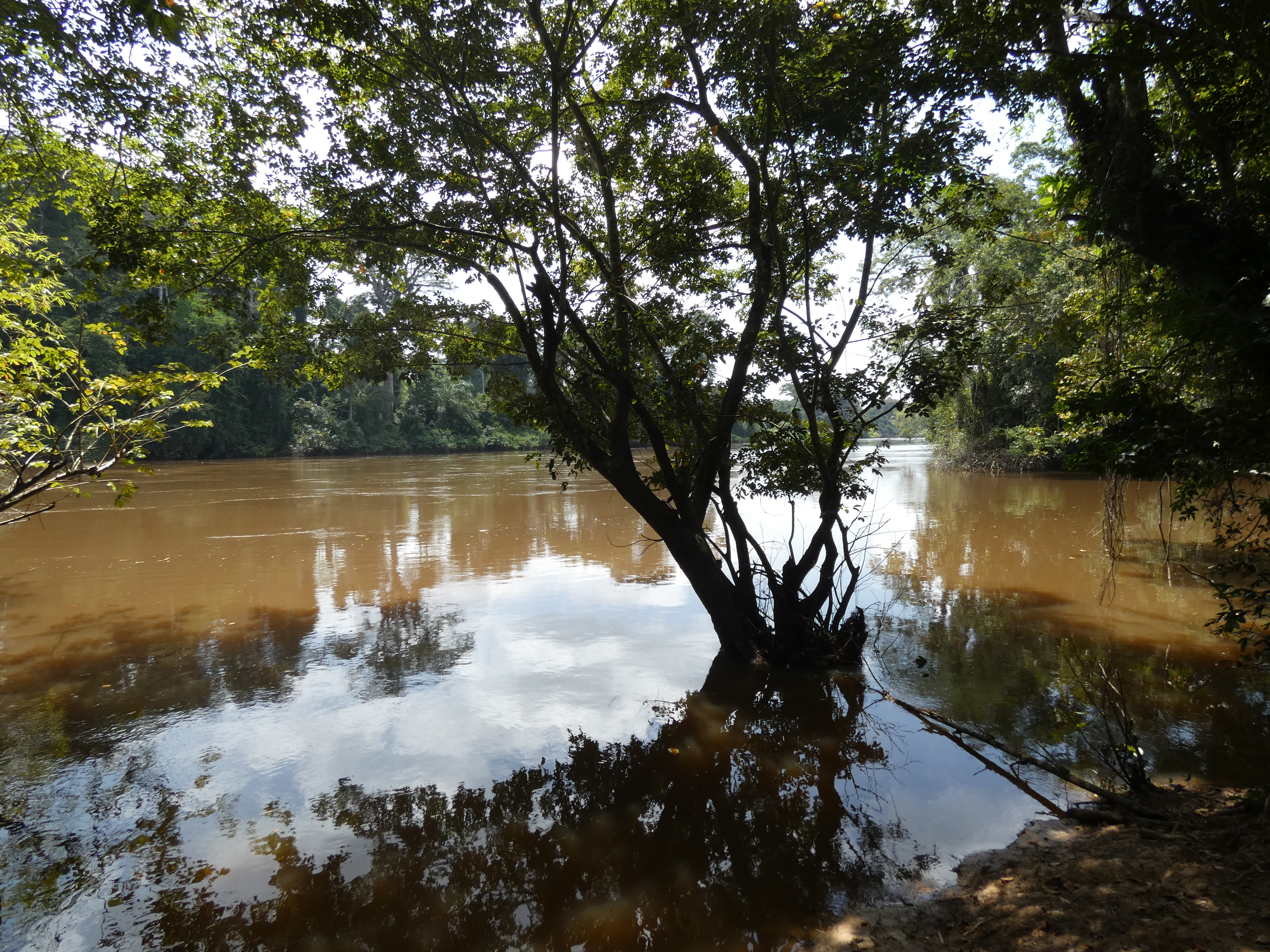 Der Cavally beim Ort Tai vom ivoirschen Ufer. Am gegenüberliegenden Ufer Liberia.