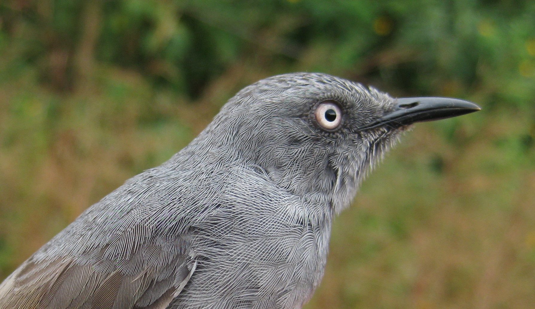 Sierra Leone Prinia (Schistolais leontica), Mt Nimba, Liberia
