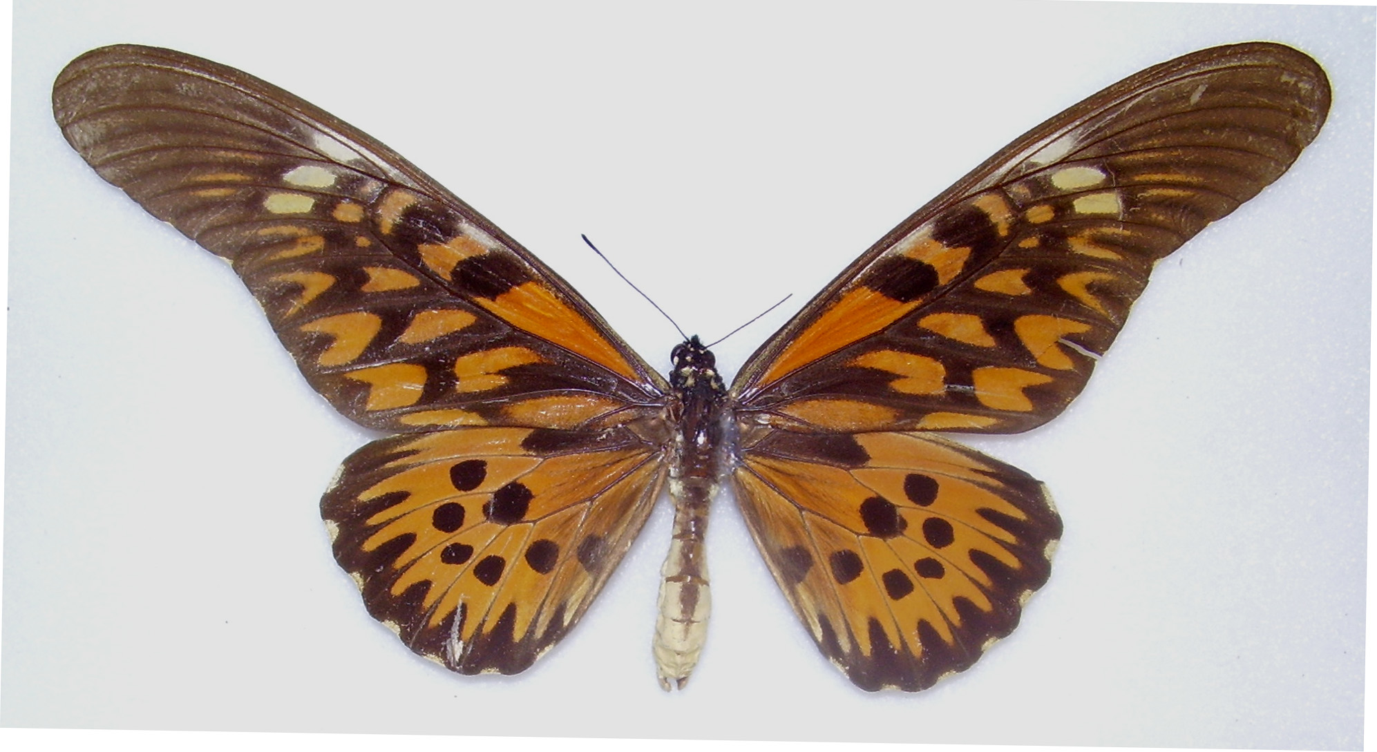 Papilio antimachus Male, upperside. Central African Republic