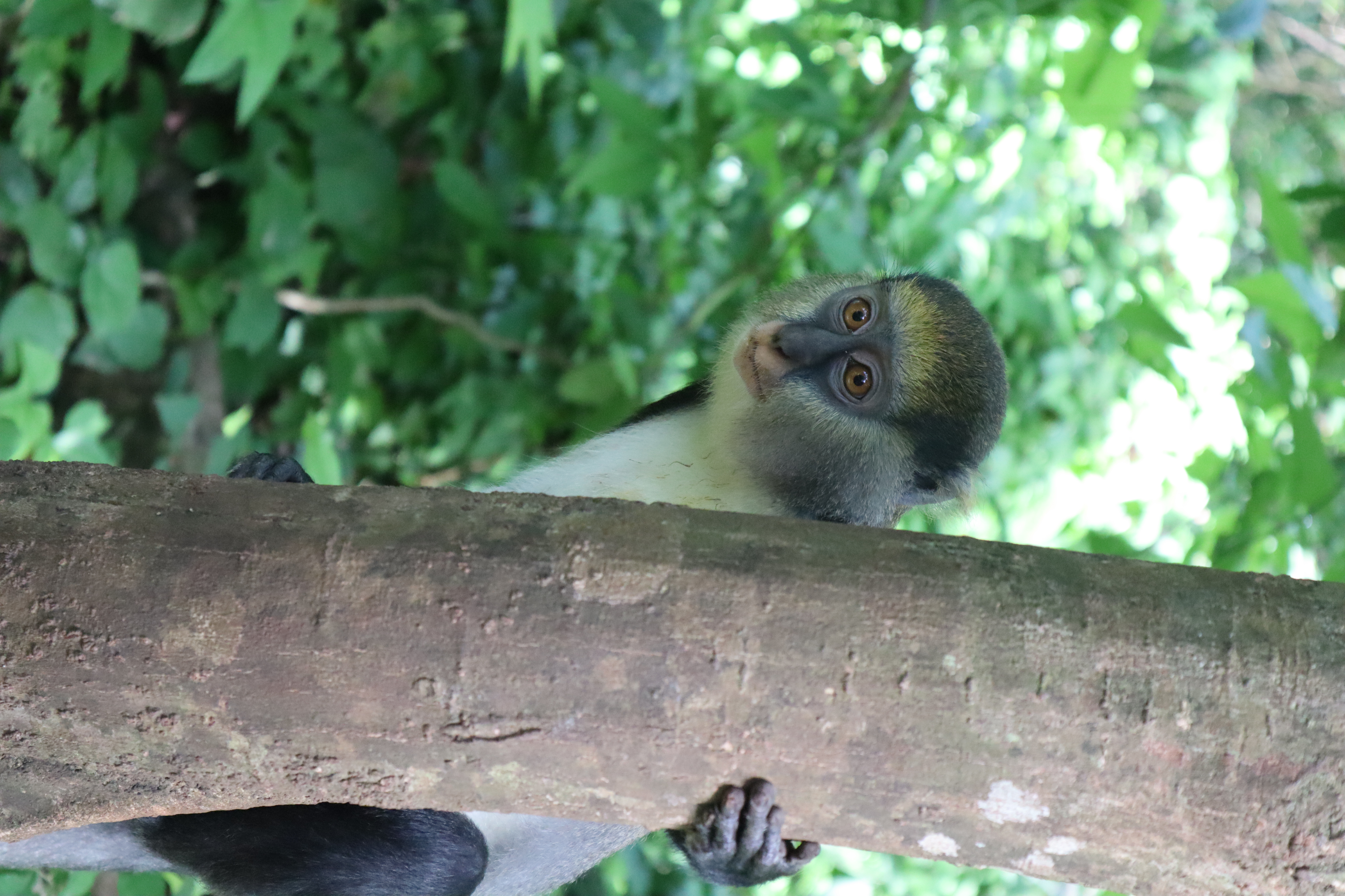 Boabeng Fiema monkey sanctuary 3.jpg