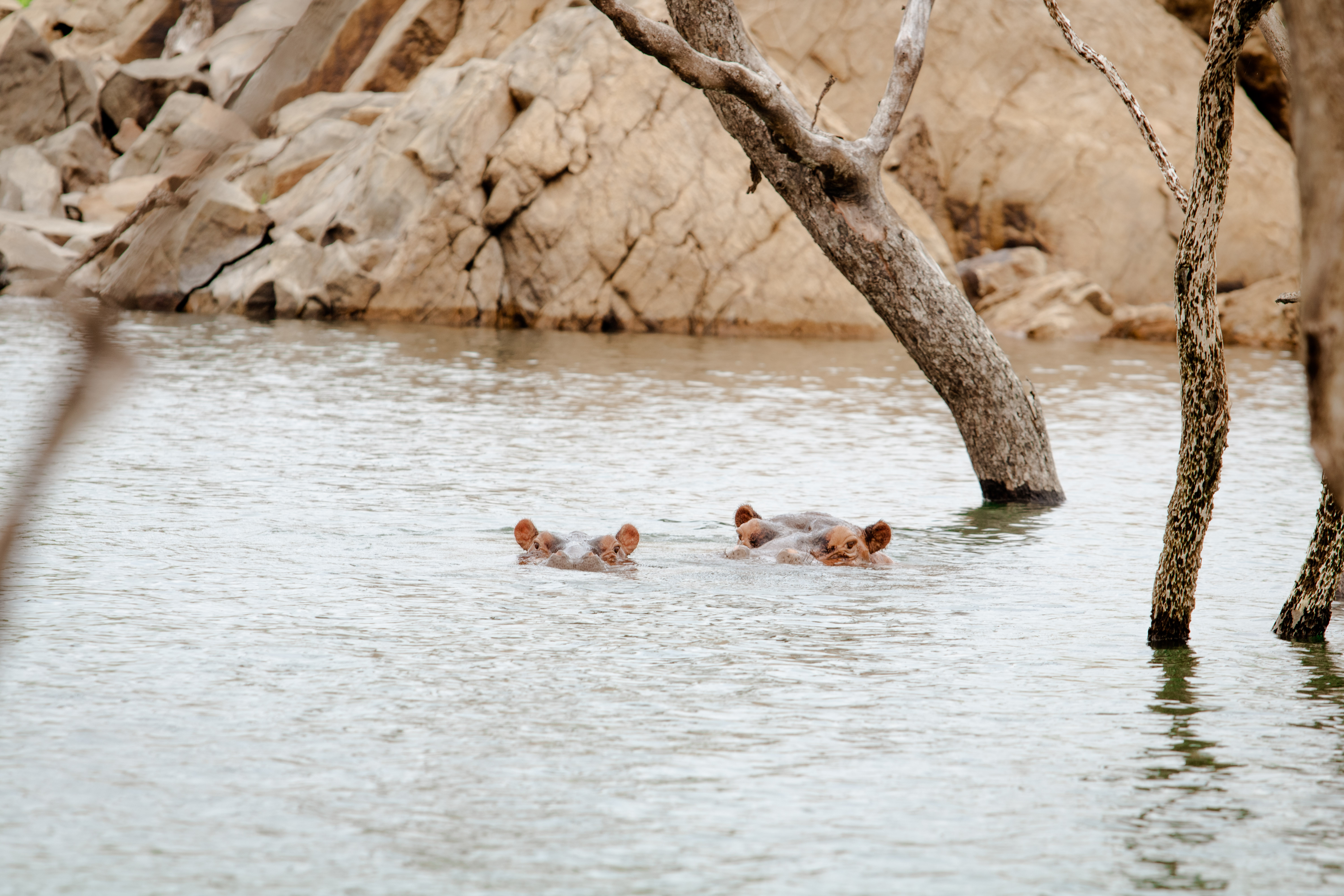 Hippopotamuses swimming in Bui Lake at Bui National Park