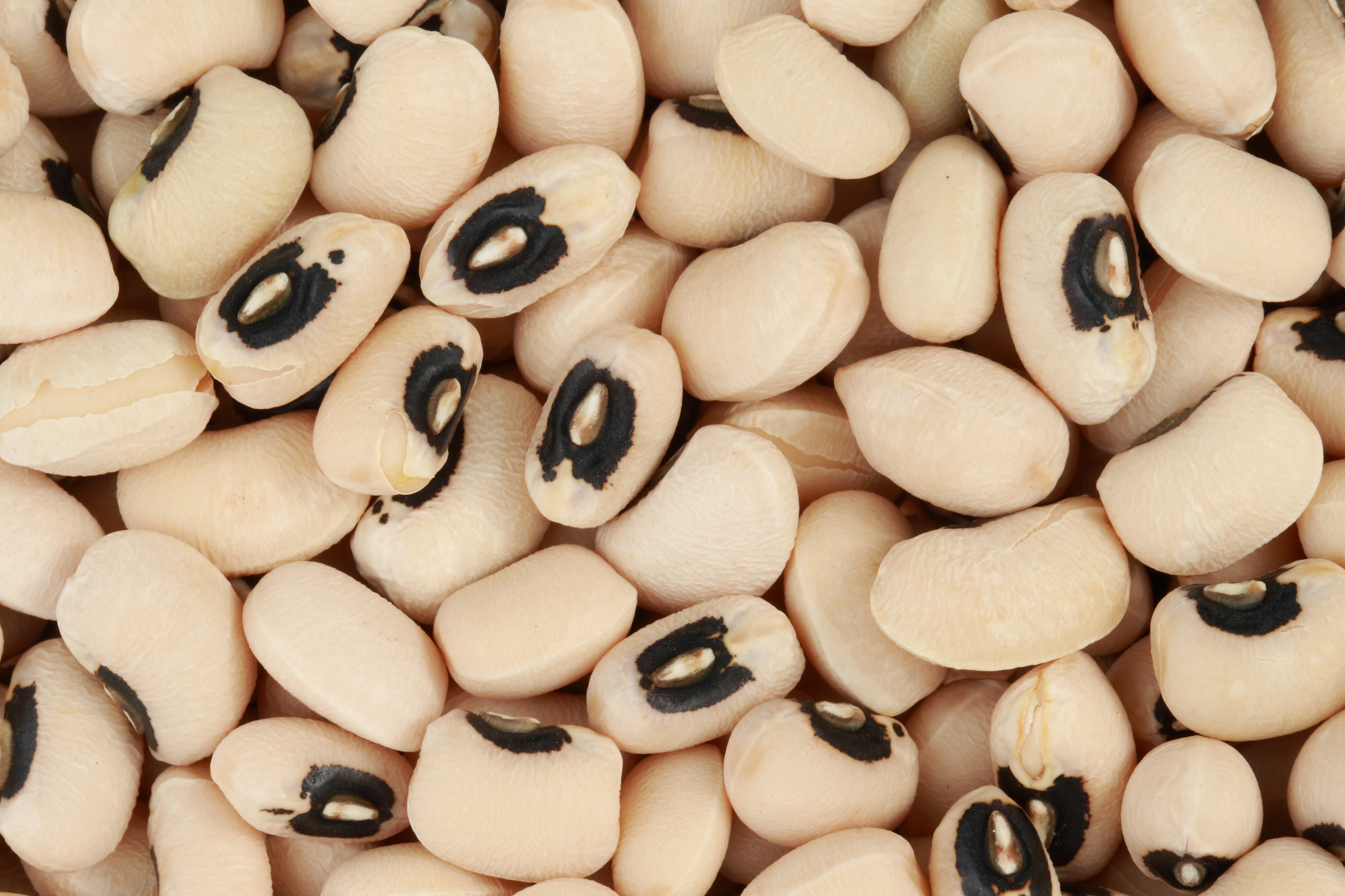Black-eyed peas (Vigna unguiculata subsp. unguiculata).