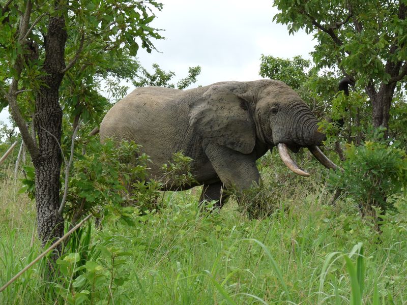 Male elephant in the Nazinga reserve, Burkina Faso, in july 2010