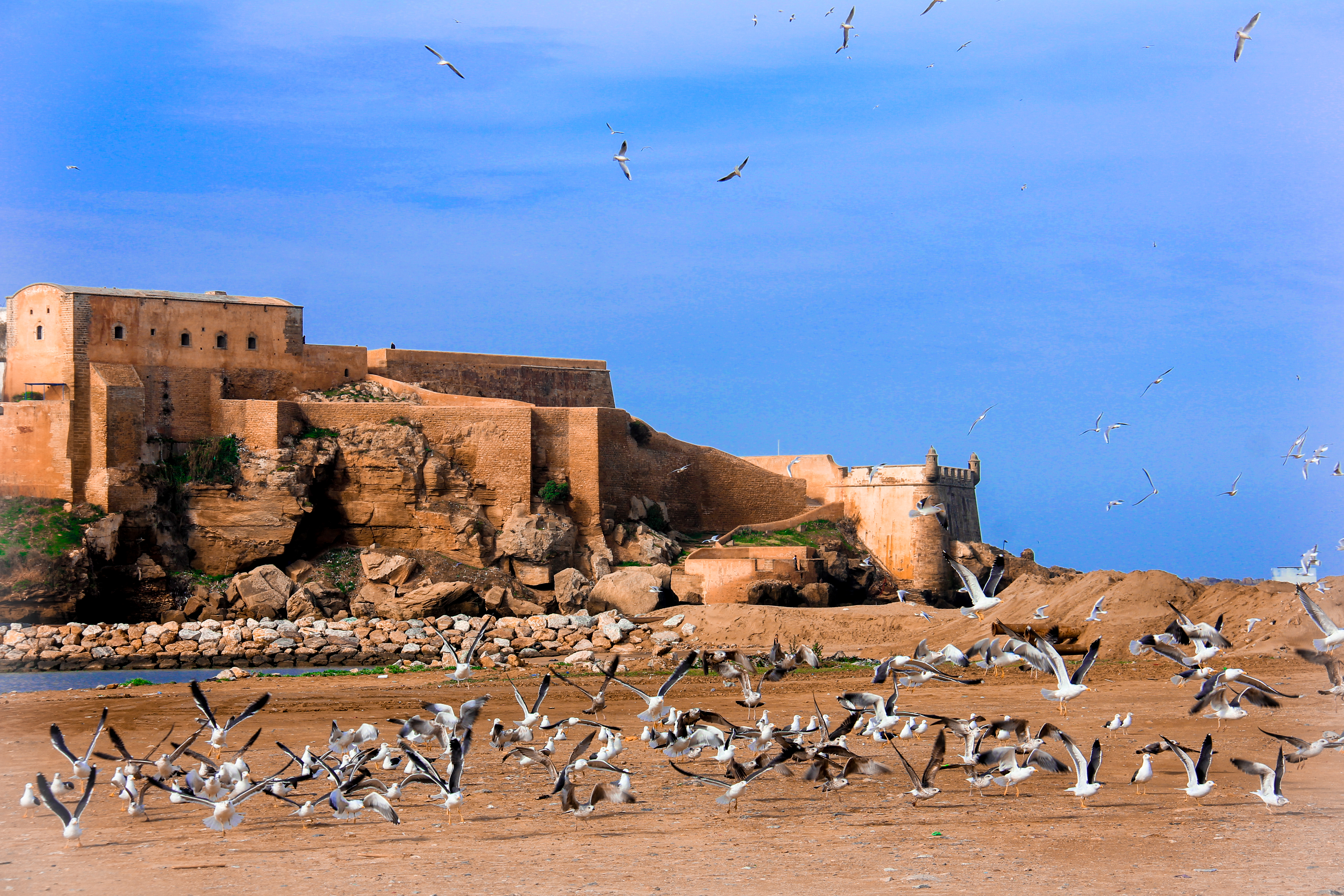 Flock of Lesser Black-backed Gulls Larus fuscus taking off at the mouth of the river Bouregreg next to the Kasbah in Rabat, Morocco