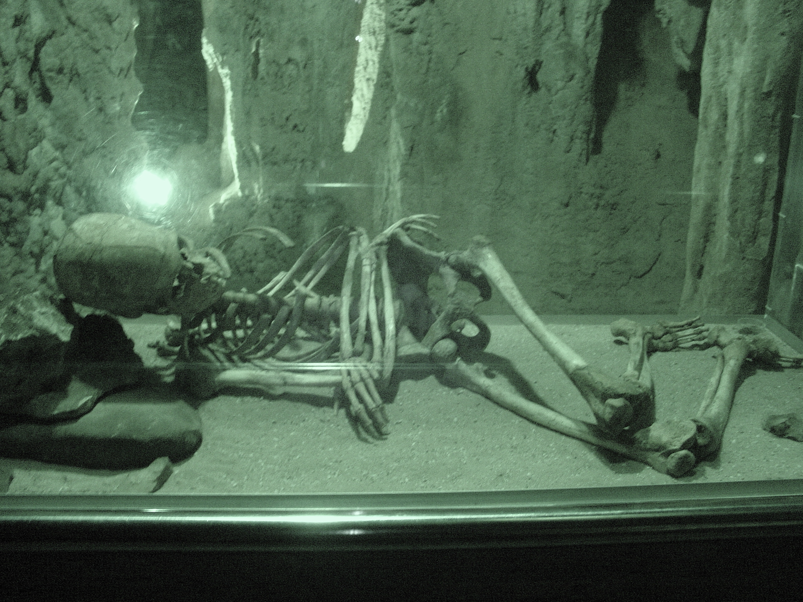 Skeletons of human in Nerja's Cave (Spain).