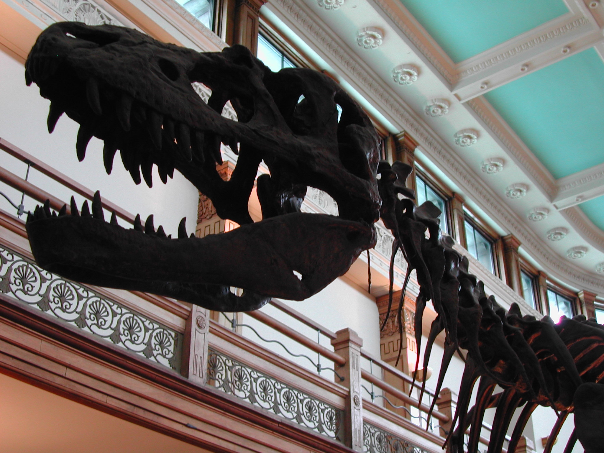 Gorgosaurus (formerly Albertosaurus) libratus skull and neck set against the beaux art style decorations within the Redpath Museum, Montreal, Quebec. Picture taken March 2003.
