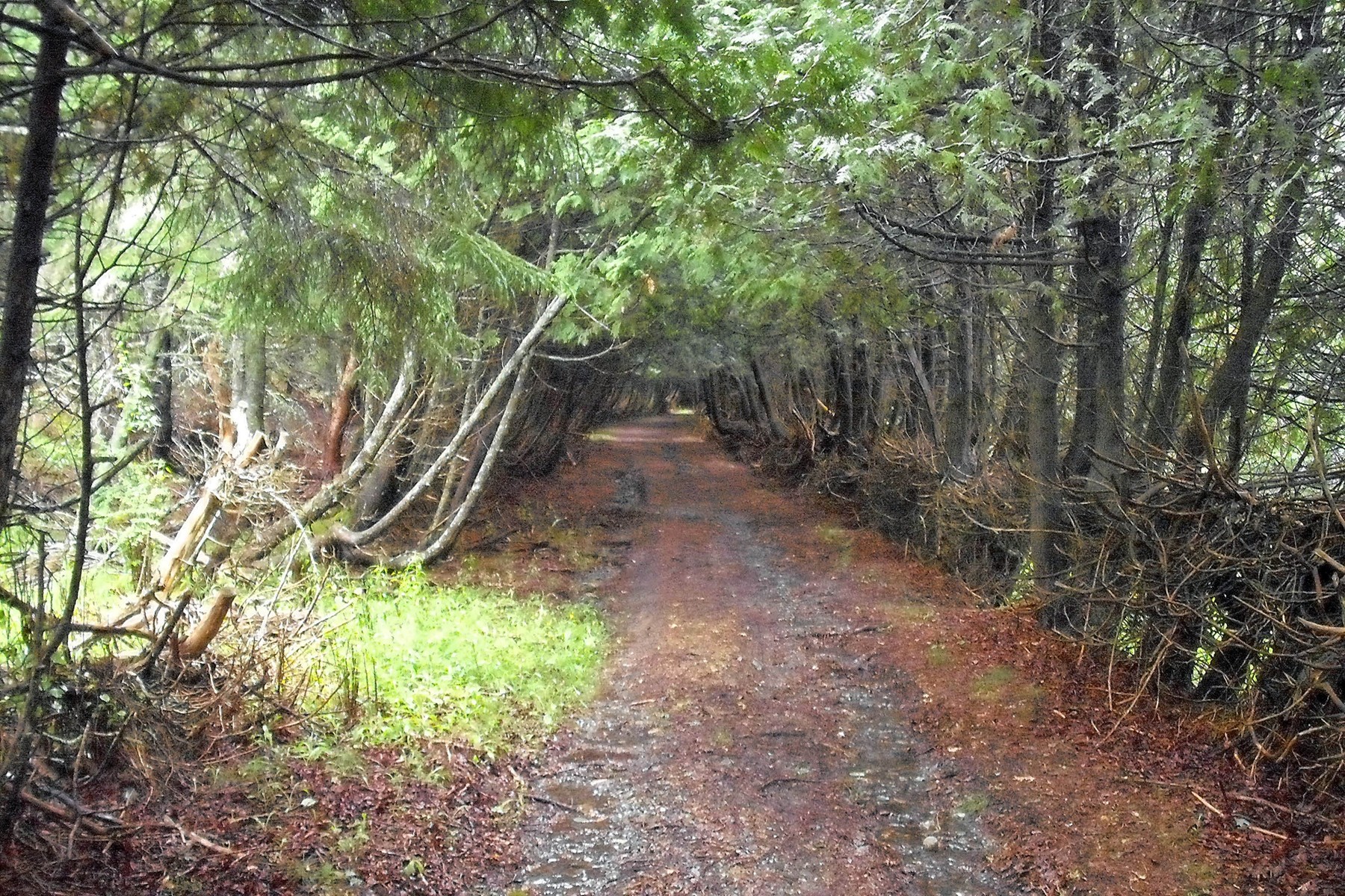 Trail at Minister's Island, St. Andrews (NB)