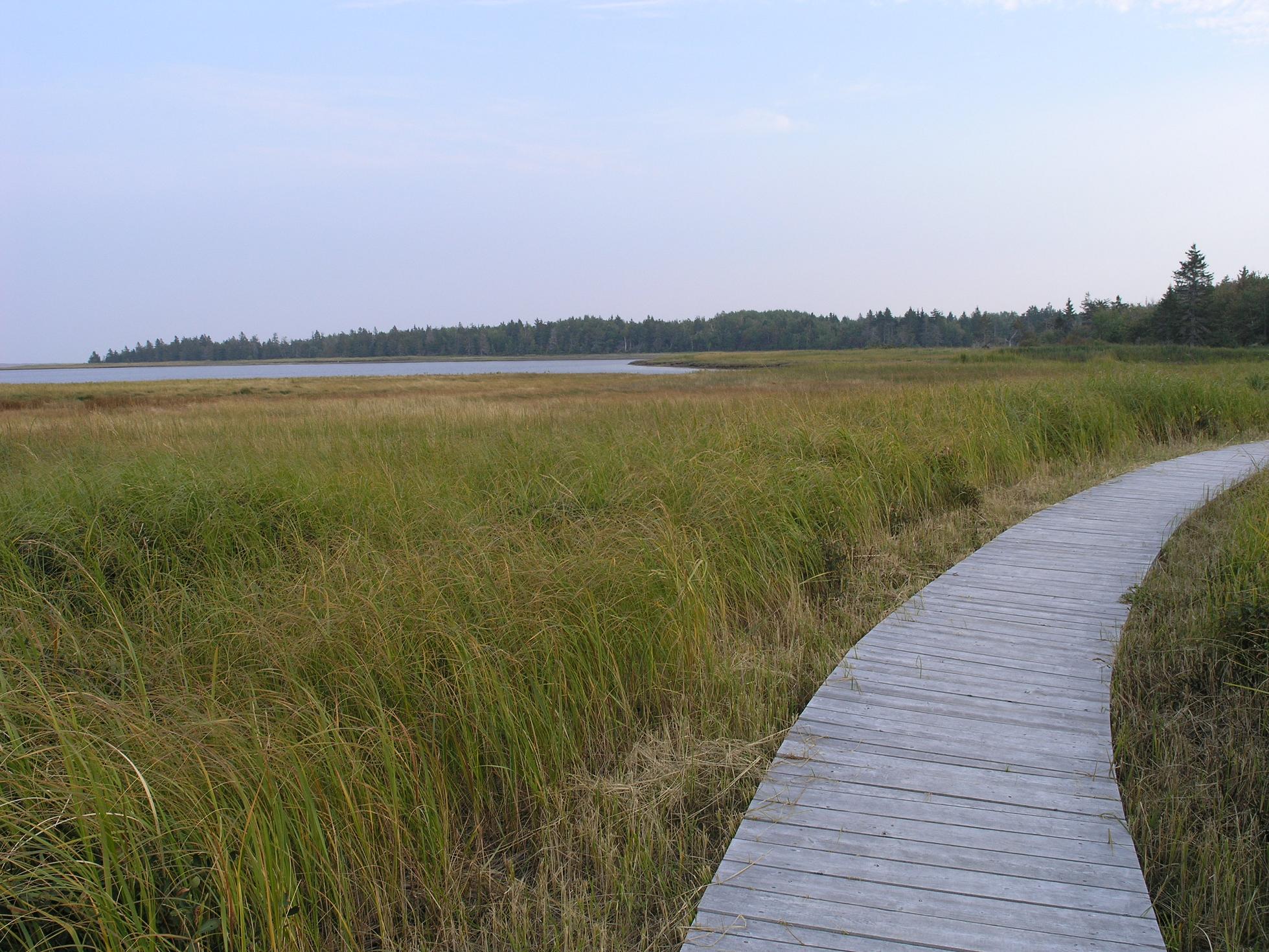 Saltmarsh at Kouchibouguac National Park, New Brunswick, Canada.
