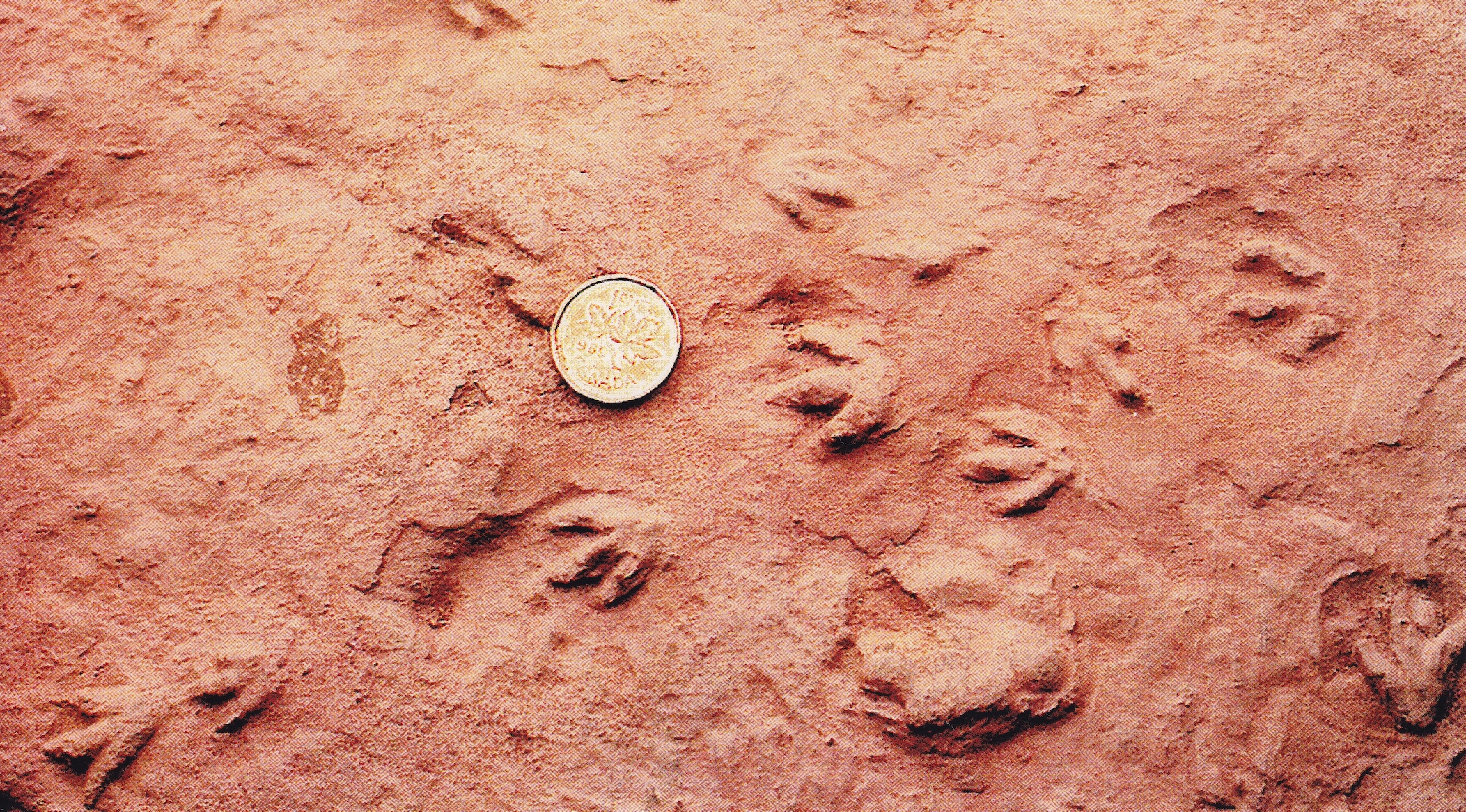 World’s smallest dinosaur tracks found at Wasson Bluff, Nova Scotia, Canada on April 10, 1984 by amateur geologist Eldon George of Parrsboro, Nova Scotia. See coin (1 Canadian cent) for scale. The tracks, which belong to the ichnogenus Grallator, are preserved at the sole of a sandstone bed of the Lower Jurassic (Hettangian to Pliensbachian) McCoy Brook Formation of the Fundy Group, Newark Supergroup. The trackmakers probably were hatchlings of theropod dinosaurs.