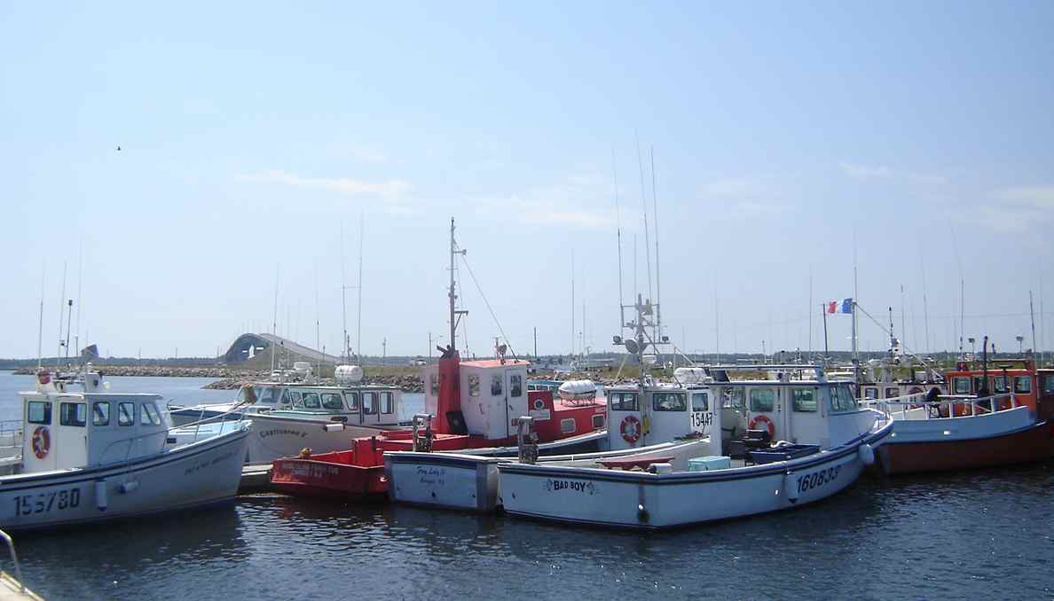 Photo of the fishing fleet in Miscou Harbour with the bridge in the background.