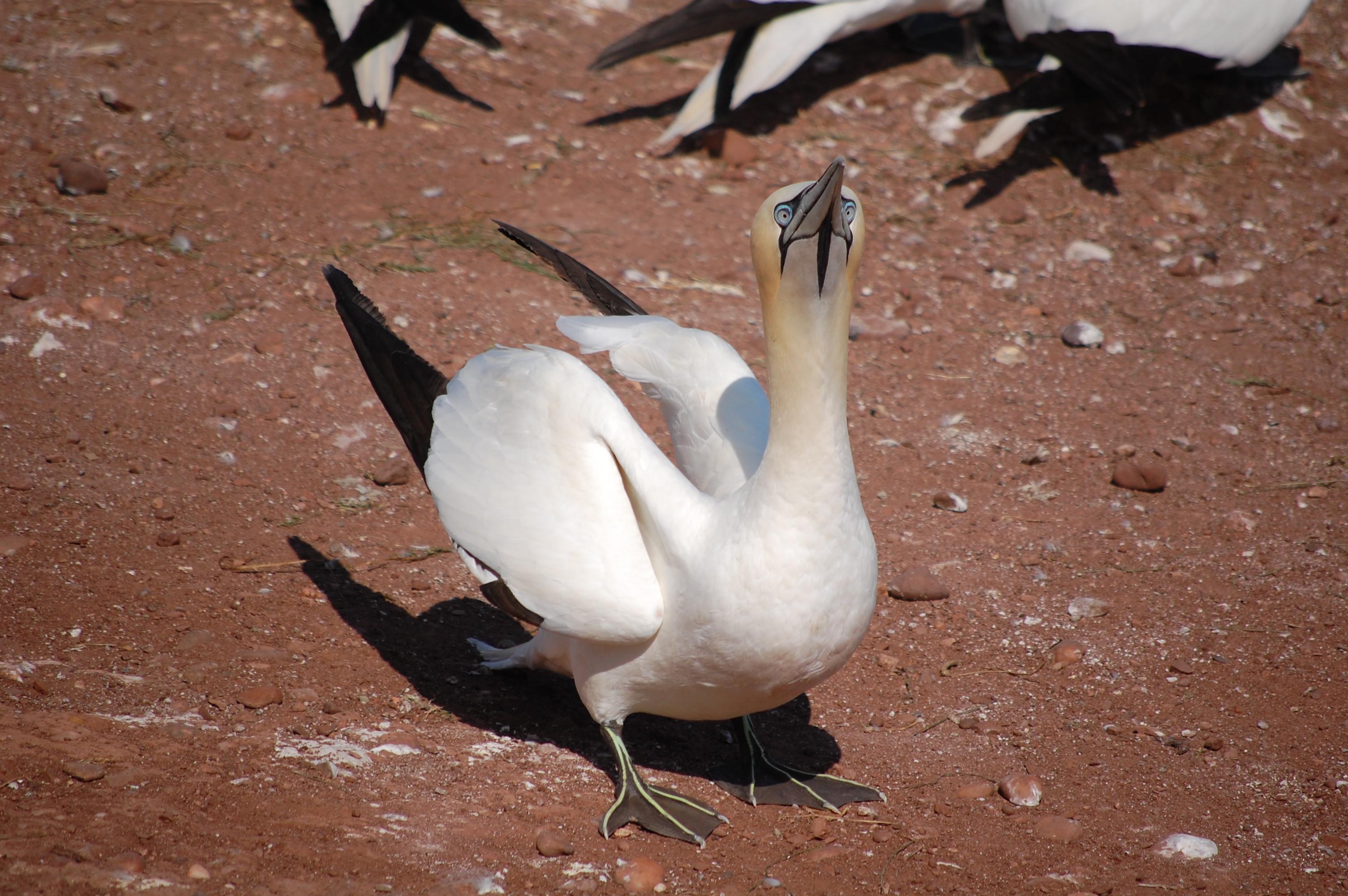A northern gannet (Morus bassanus) at the large nesting grounds on Bonaventure Island