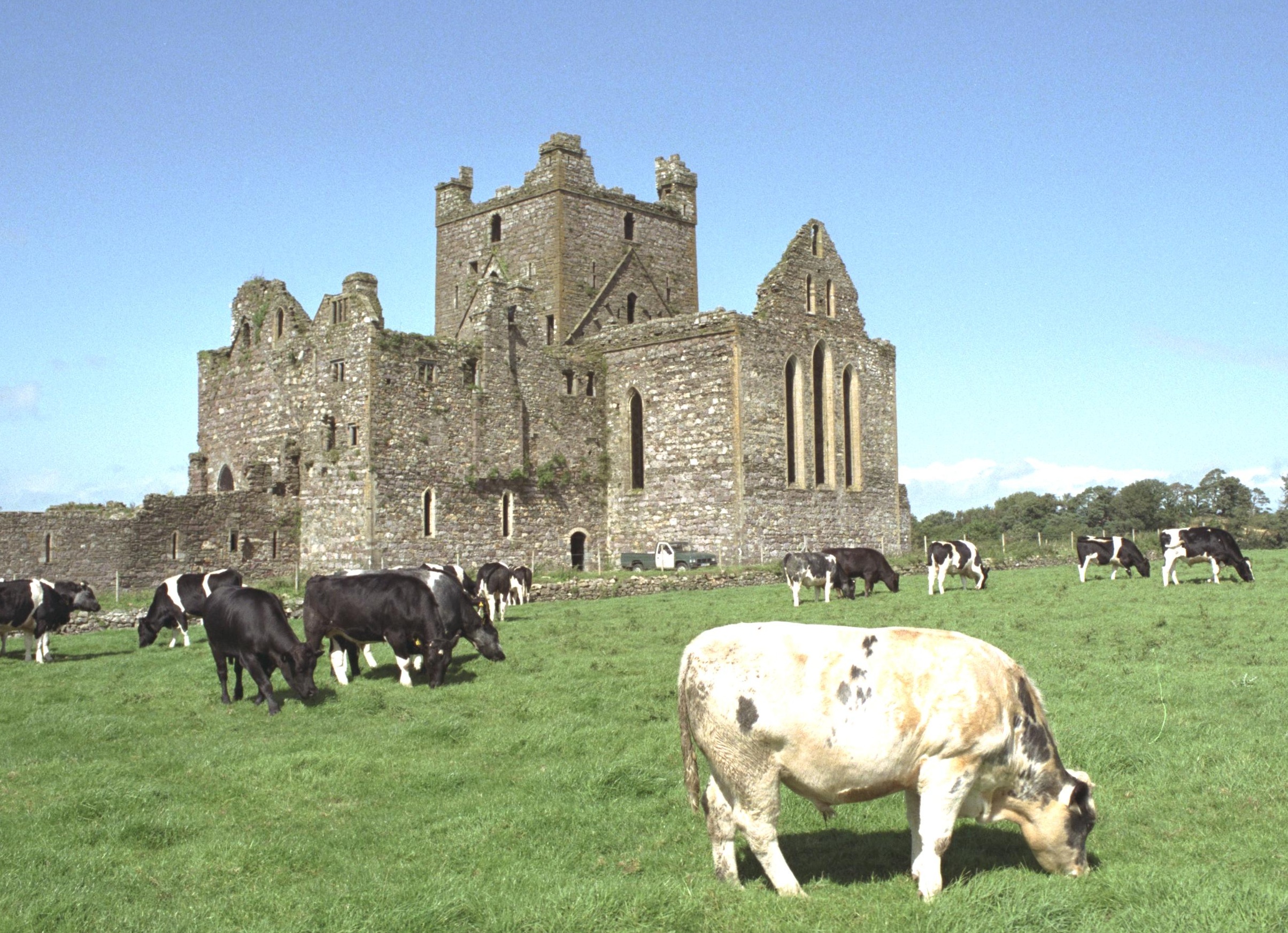 Dunbrody Abbey, County Wexford, Ireland


South-east view of Dunbrody Abbey with young bulls in the front.