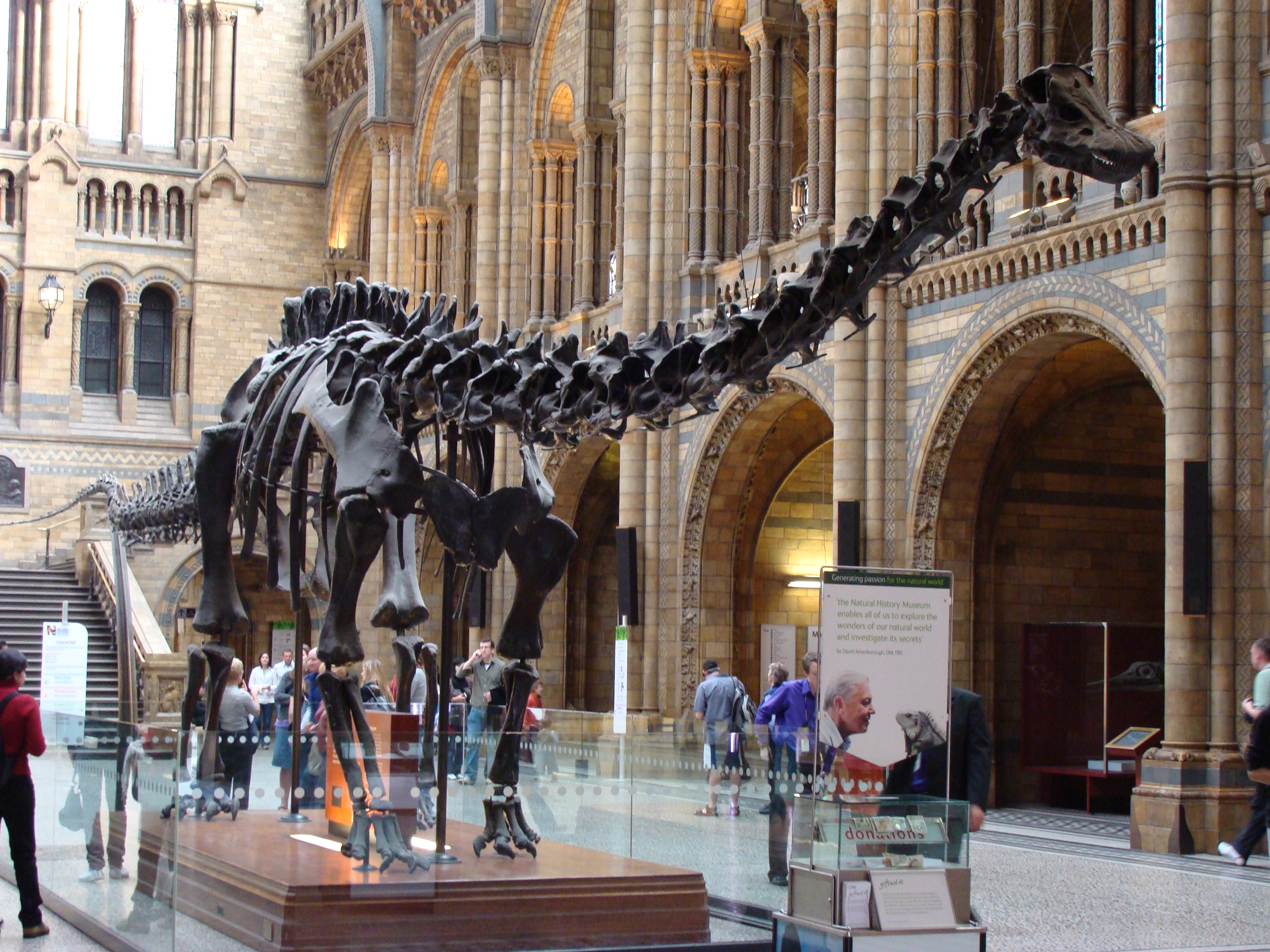 Diplodocus (replica) in the Natural History Museum of London