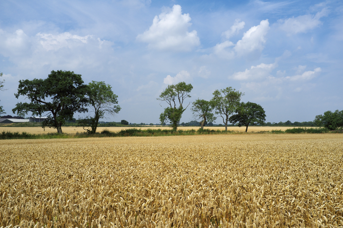 Looking west from Fox Covert Lane across the fields of Fenn Lane Farm (the farm is left, on the skyline). Fen Hole is approximately where the hedge line in the foreground is.  The cortege carrying Richard III's remains visited the farm and soil was taken and placed in the king's grave when he was re-buried in Leicester Cathedral in 2015. The fields on either side of Fenn Lanes Roman road correspond to the flat plain which William Burton (writing in the early 1600s) described as the site of the battle: "fought in a large, flat, plaine, and spacious ground, three miles distant from [Bosworth], between the Towne of Shenton, Sutton [Cheney], Dadlington and Stoke [Golding]..," It was in the fields to either side of Fenn Lanes (the route of approach of Richmond's army) that the Battlefields Trust found the round shot and silver-gilt boar badge, identifying the true site of the battle. (Ambion Hill was the site of Richard III's camp, not the site of the battle).