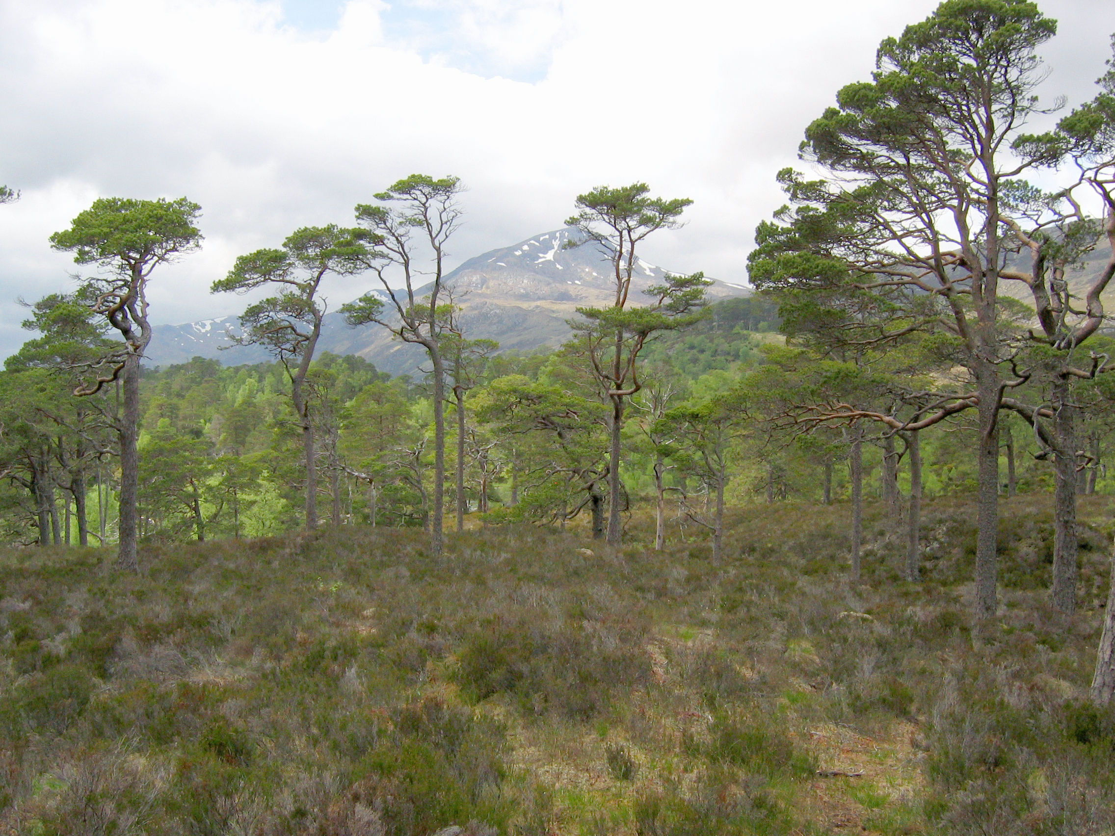 Scots Pine Pinus sylvestris, Sgurr na Lapaich, Glen Affric, Scotland