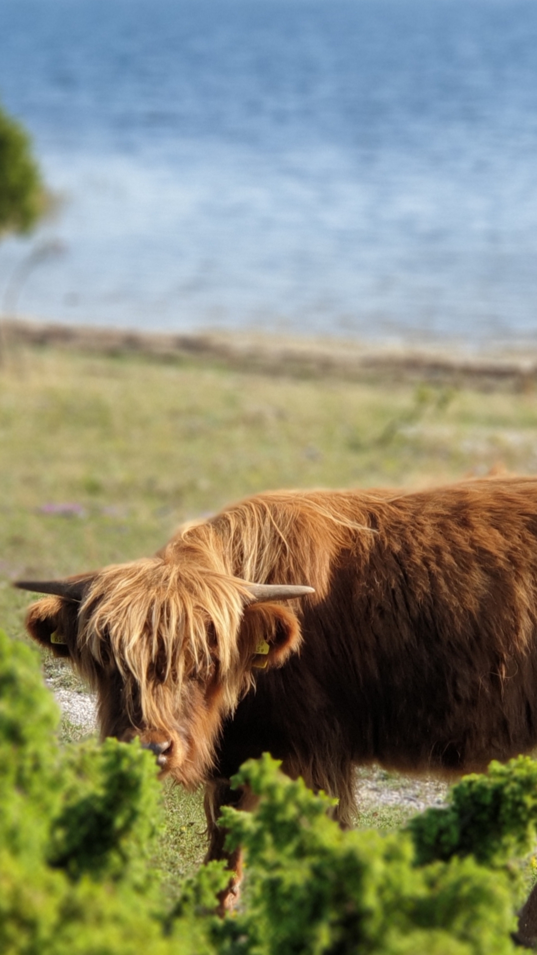 Scottish Highland Cattle on the island of Ormsö (Vormsi) in Estonia