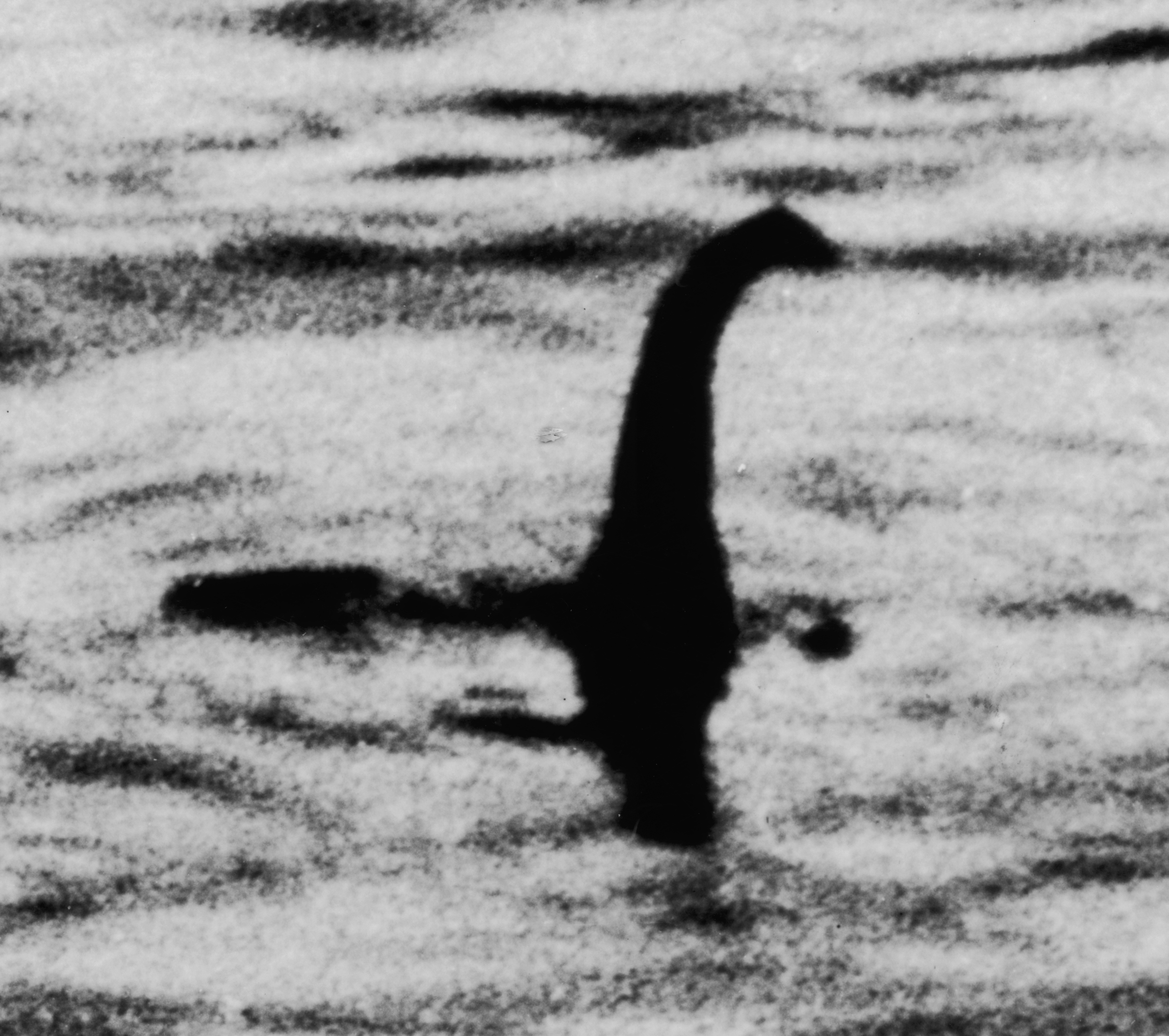 Original caption by Wide World Photos: This unretouched photograph, rushed here from London by radiograph, shows the famed Loch Ness monster as it was photographed by Dr. Robert Kenneth Wilson, noted surgeon of the London hospital when it appeared out of the waters of the Loch within 200 yards of where Dr. Wilson was seated with his camera. Scottish biologists' to whom Dr. Wilson's photographs were shown, decided the pictures were not those of any marine animal or fish known to inhabit British inland waters and none of the biologists would hazard a guess as to what the animal was. The pictures show a long neck and a small head poised above a bulky body.