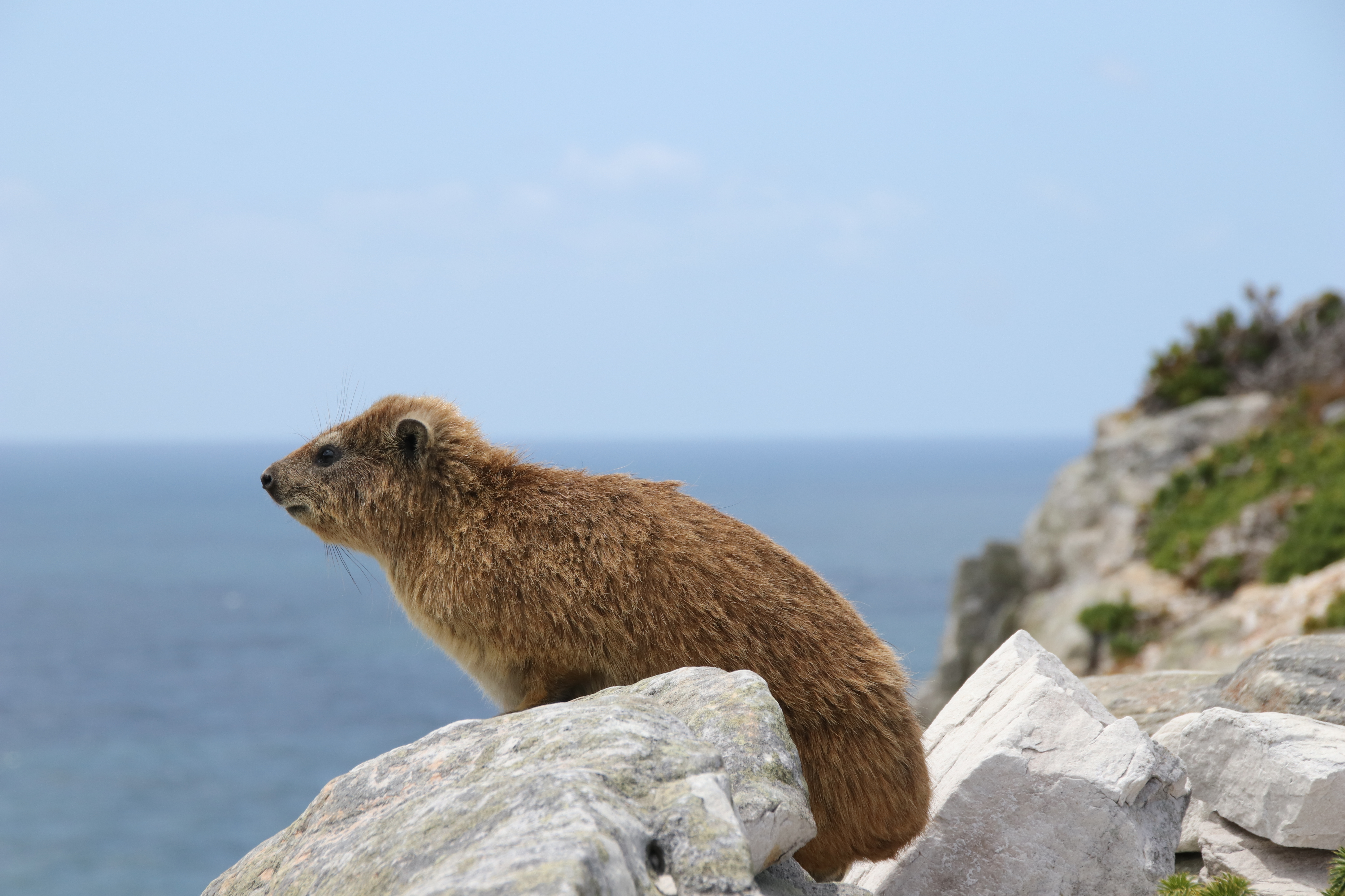 Rock hyrax (dassie) at the Cape of Good Hope