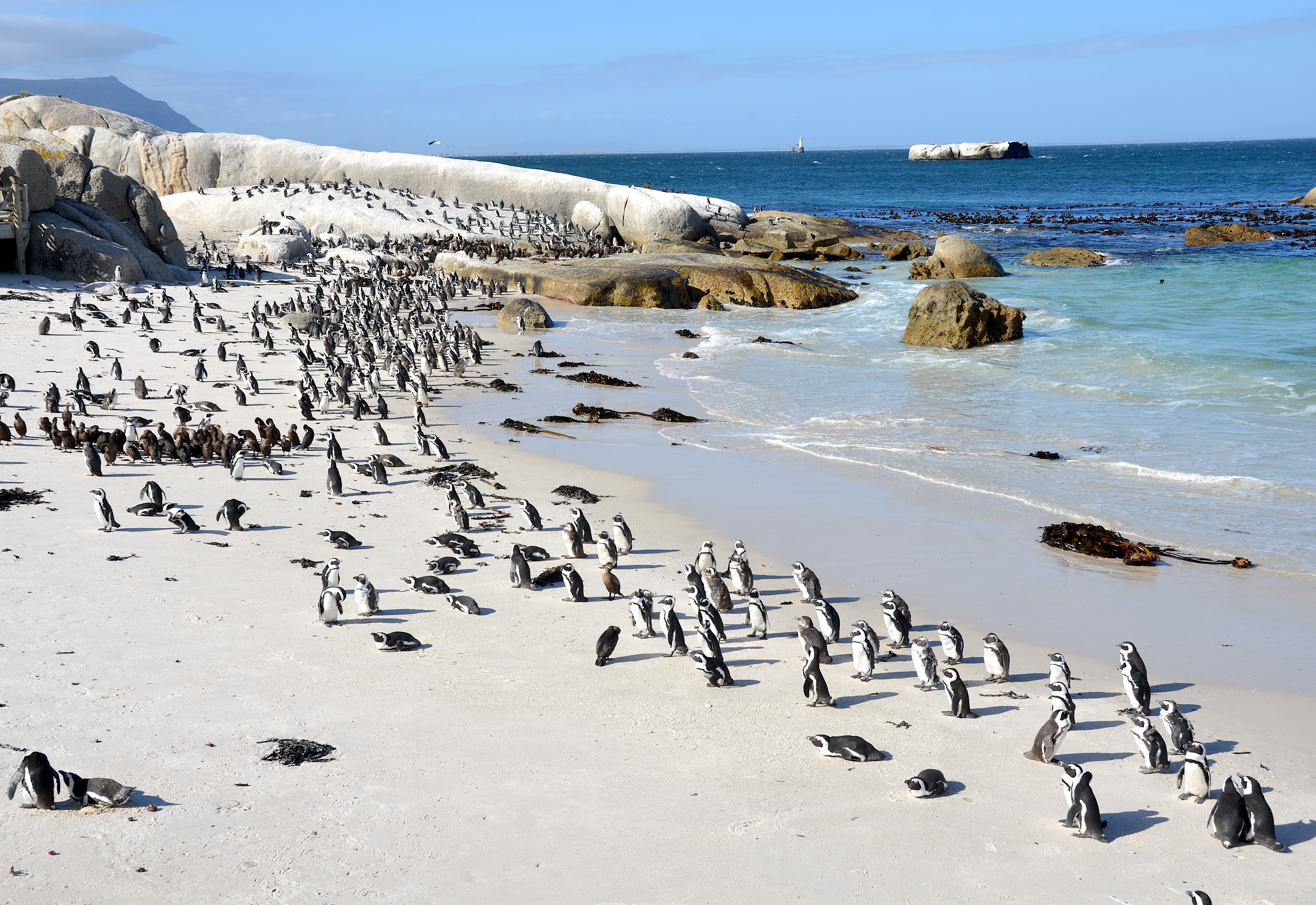 Boulders Beach South Africa