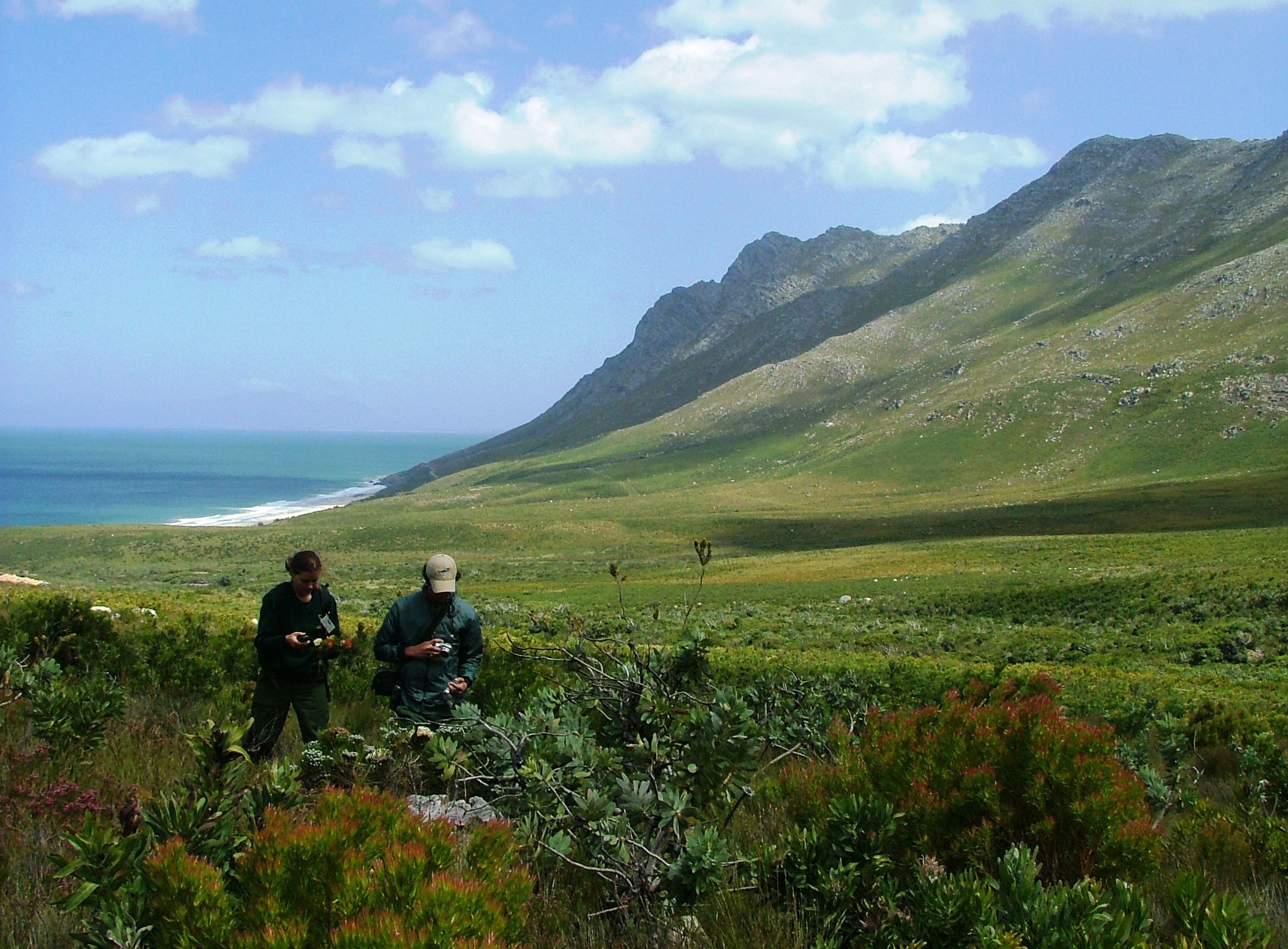 Kogelberg Nature Reserve. City of Cape Town public image. Kogelberg Sandstone Fynbos.
