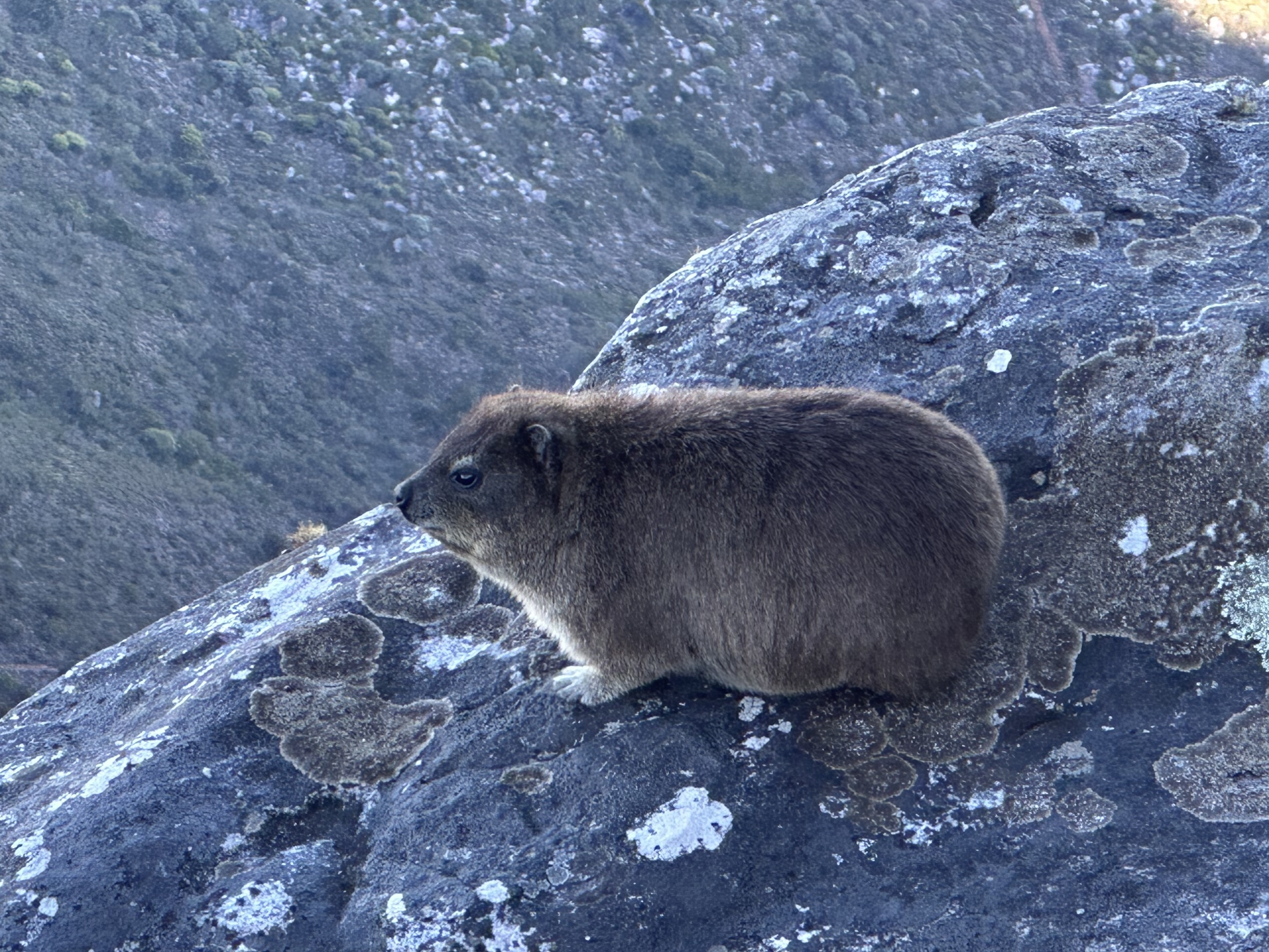 Dassies (rock hyrax) Procavia Capensis, Table Mountain National Park, Cape Town, South Africa
