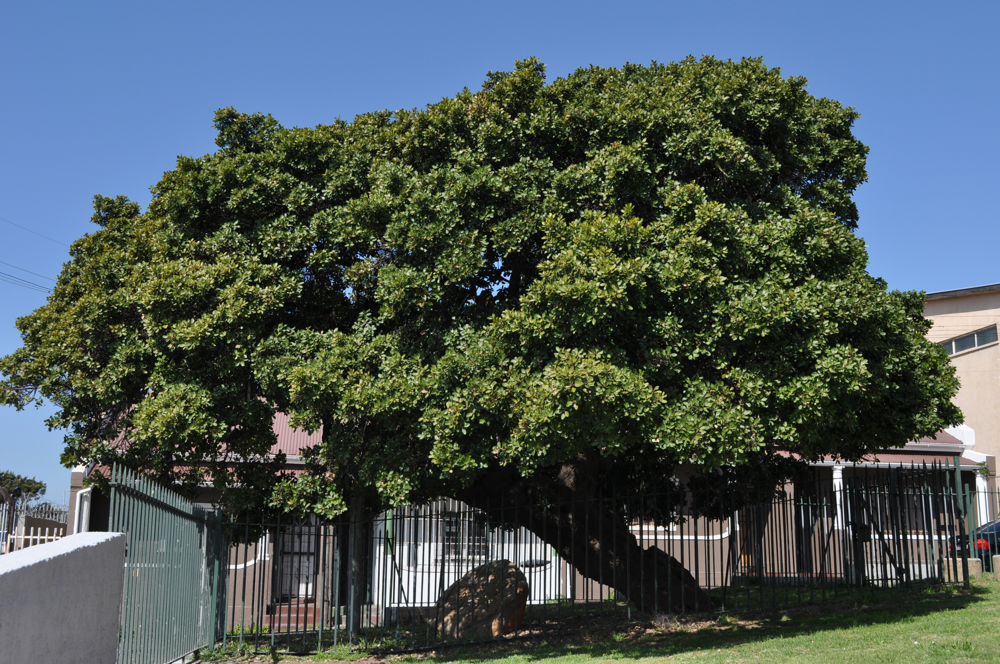This Milkwood tree is a national monument as it stood in the garden of Treaty House (demolished in 1935) when in 1806 a treaty was signed transferring the property of the Batavian Government to the British.