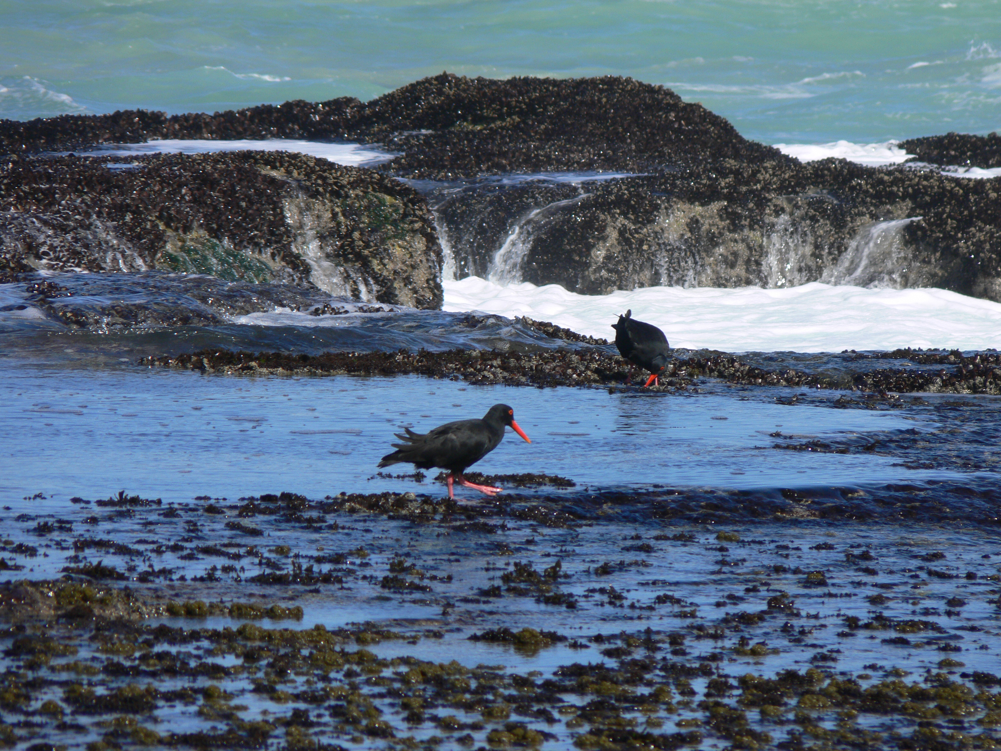 African Black Oystercatcher (Haematopus moquini), de Hoop Nature Reserve, Overberg, Western Cape, Southafrica