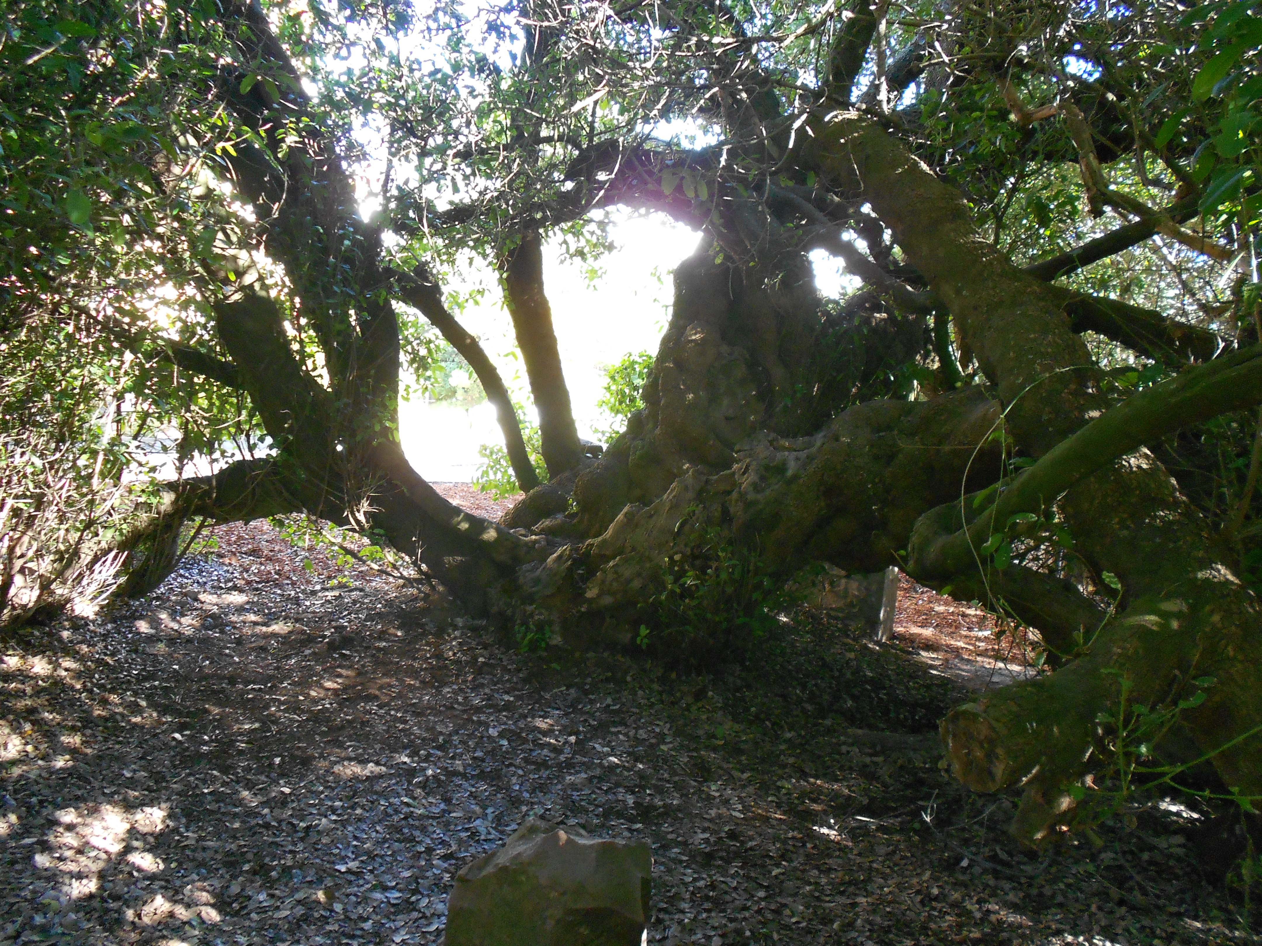 The old milkwood tree (Sideroxylon inerme) inside the Dias Museum Complex has been used as a post office since 1501. In 1500, on his return journey from the east, Pedro de Ataide left a letter of importance in a shoe or iron pot under a tree. In 1501 this letter was found by Joao da Nova, commander of the third East India fleet en route to India.