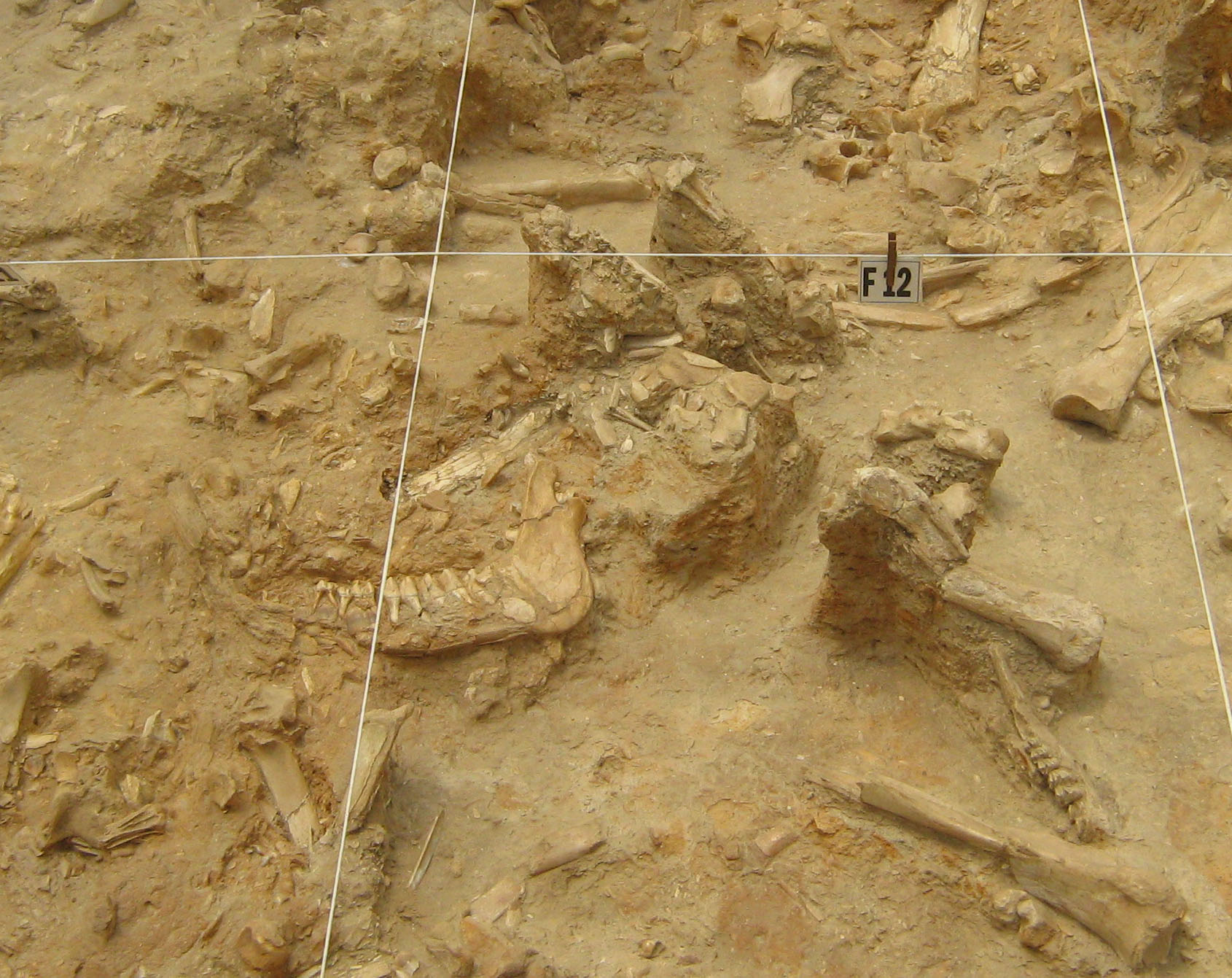Fossils in situ at the West Coast Fossil Park excavation.
