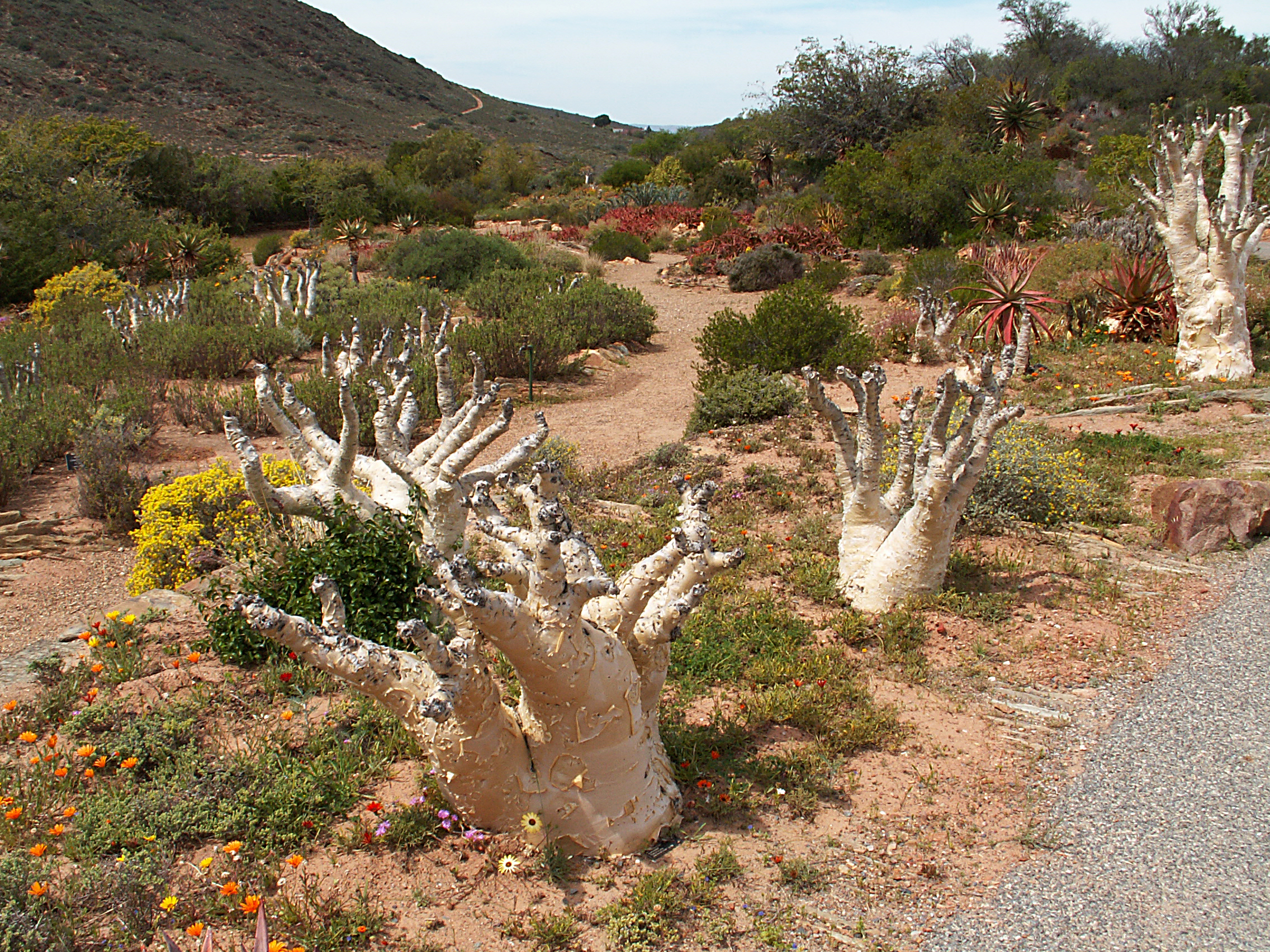 Der Karoo Desert National Botanical Garden im Westkap, Südafrika