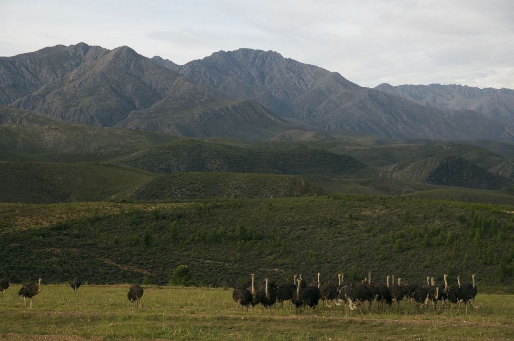 Ostriches on Ostrich Farm, Oudtshoorn, Oudtshoorn, Western Cape Province, South Africa
Vue de Western Cape en Afrique du Sud.