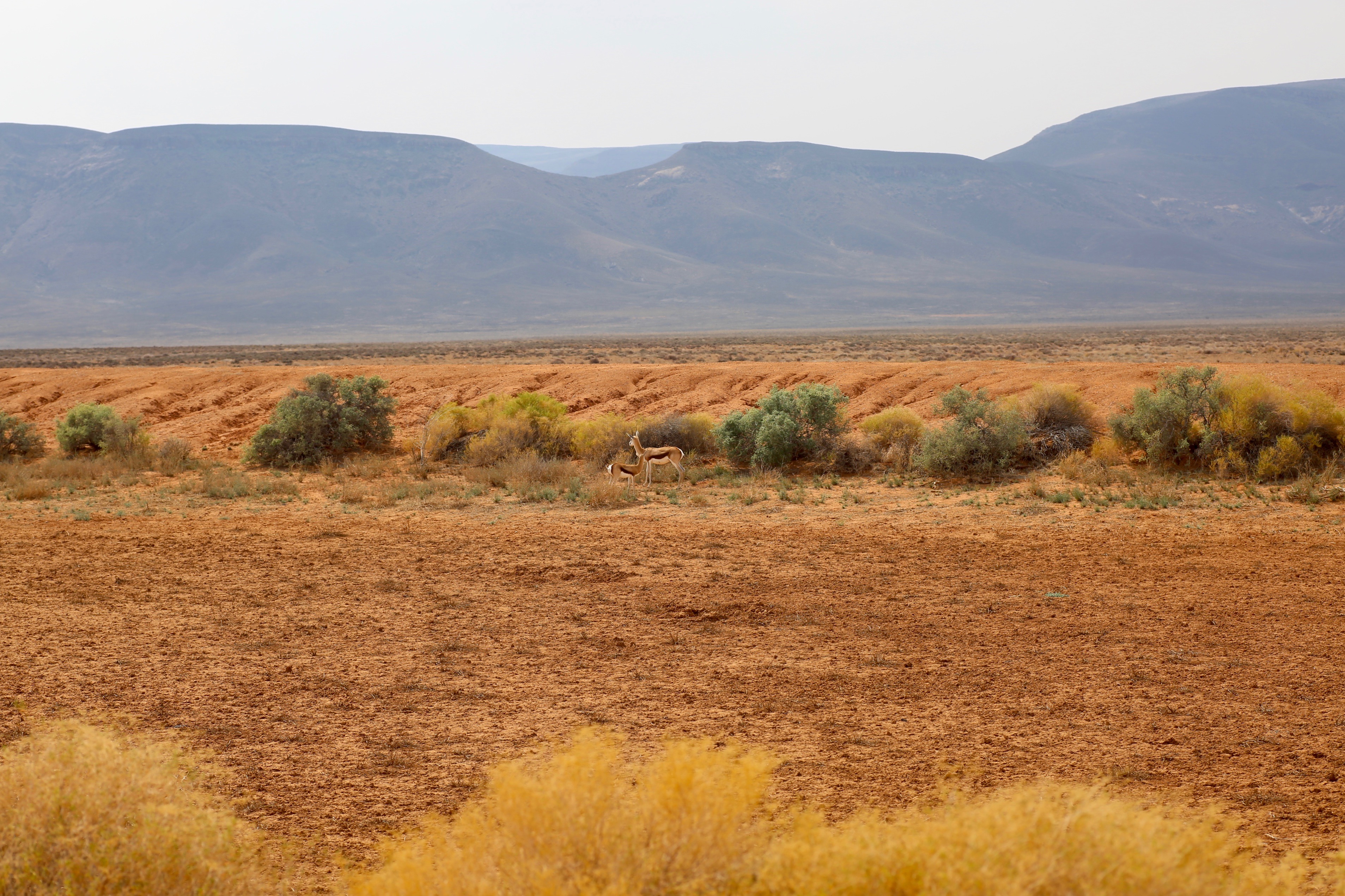 Tankwa Karoo National Park, Northern Cape, South Africa., Northern Cape, South Africa.