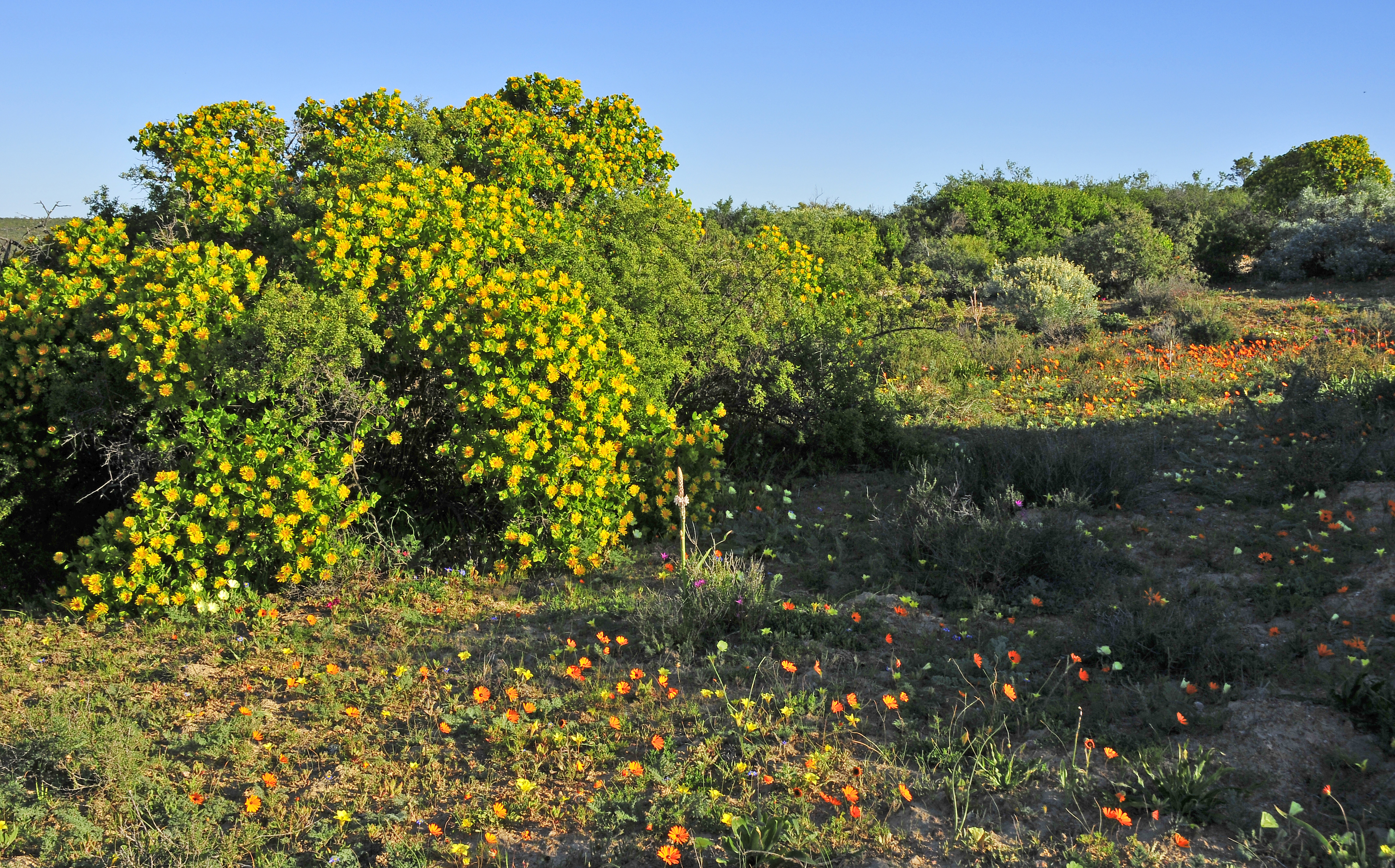 Bush. Skilpad, Namaqua National Park, Northern Cape, South Africa