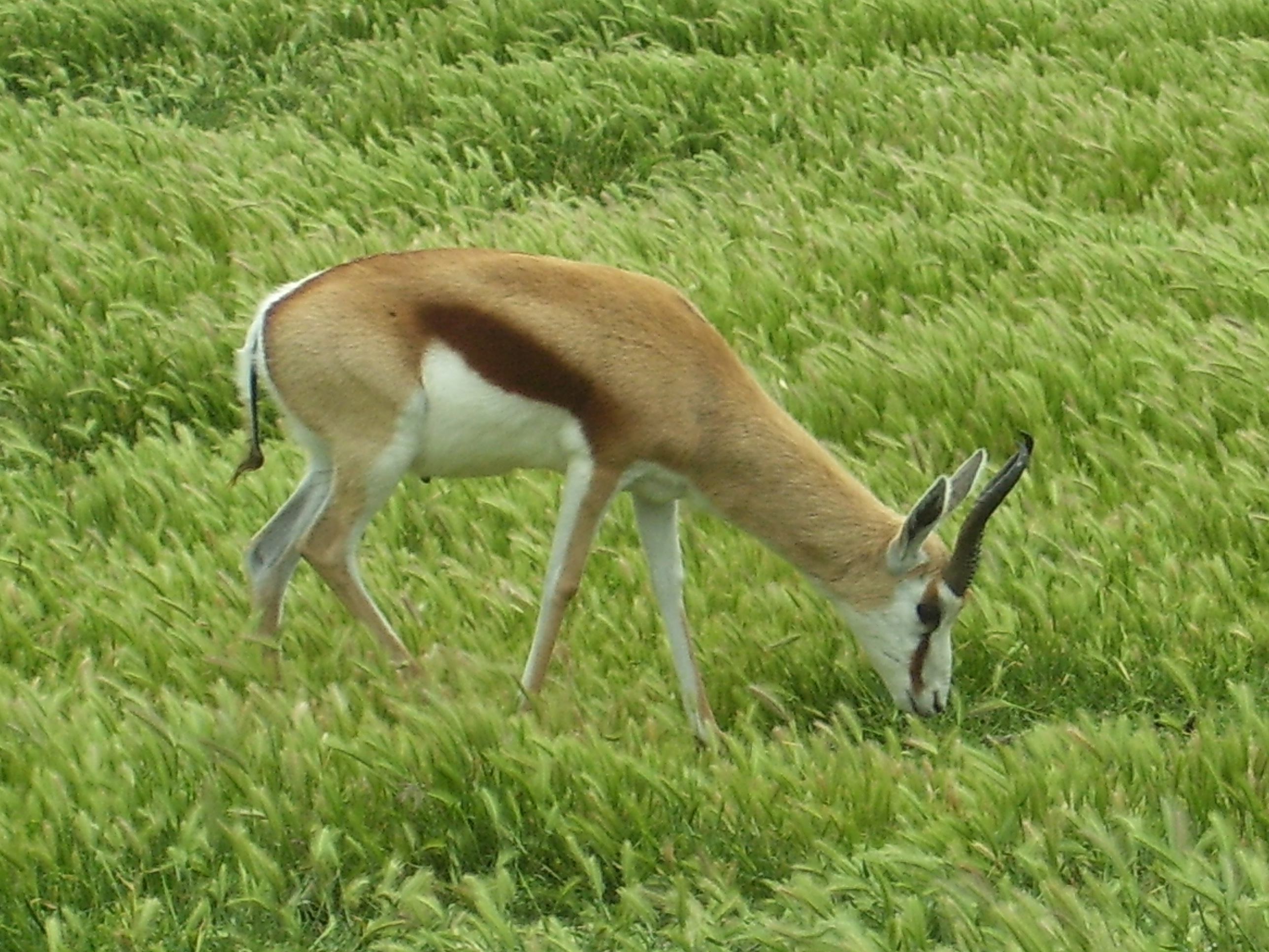 Springbok in African reservation of Sigean (France).