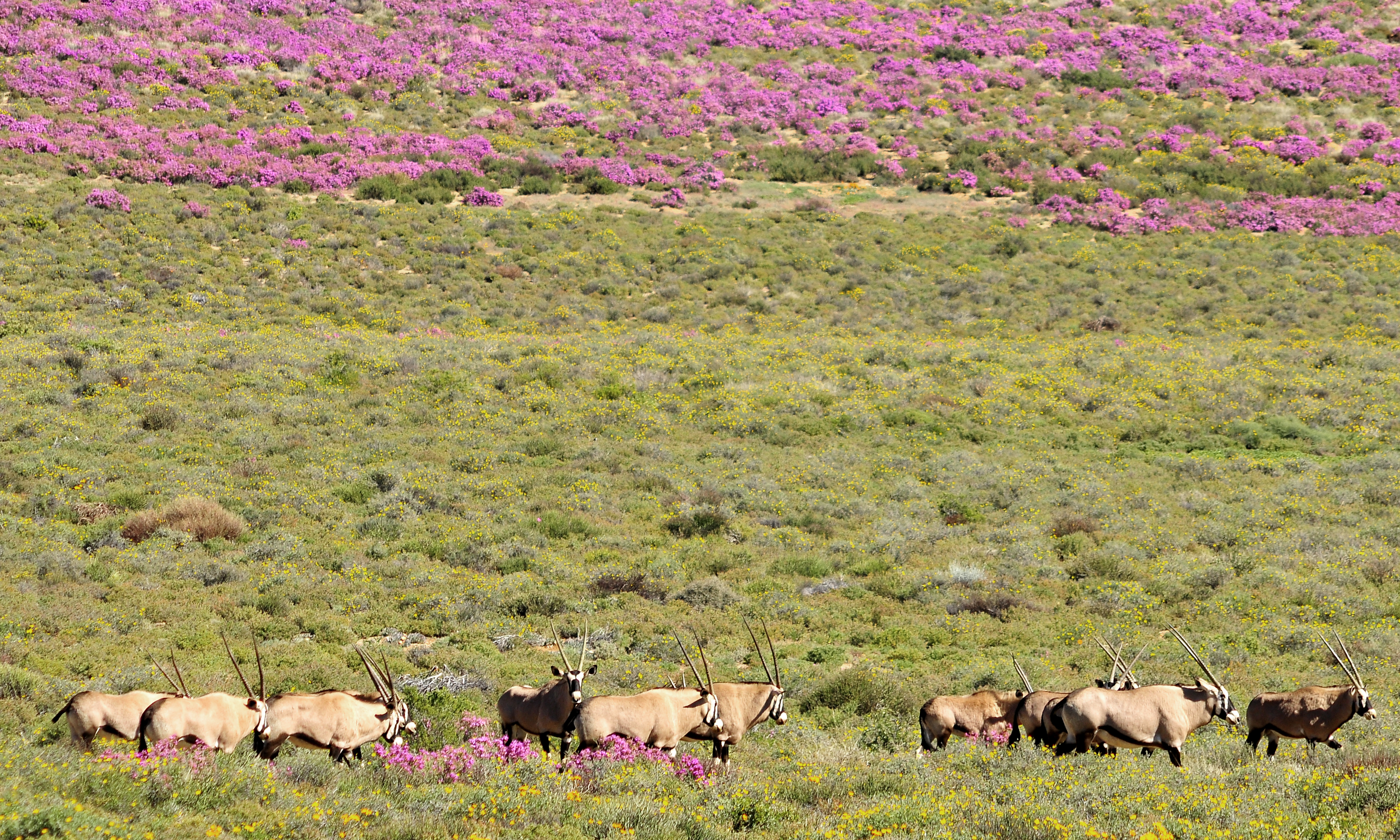 Group of South African oryx [gemsbok] at Goegap Nature Reserve. Springbok, Northern Cape, South Africa