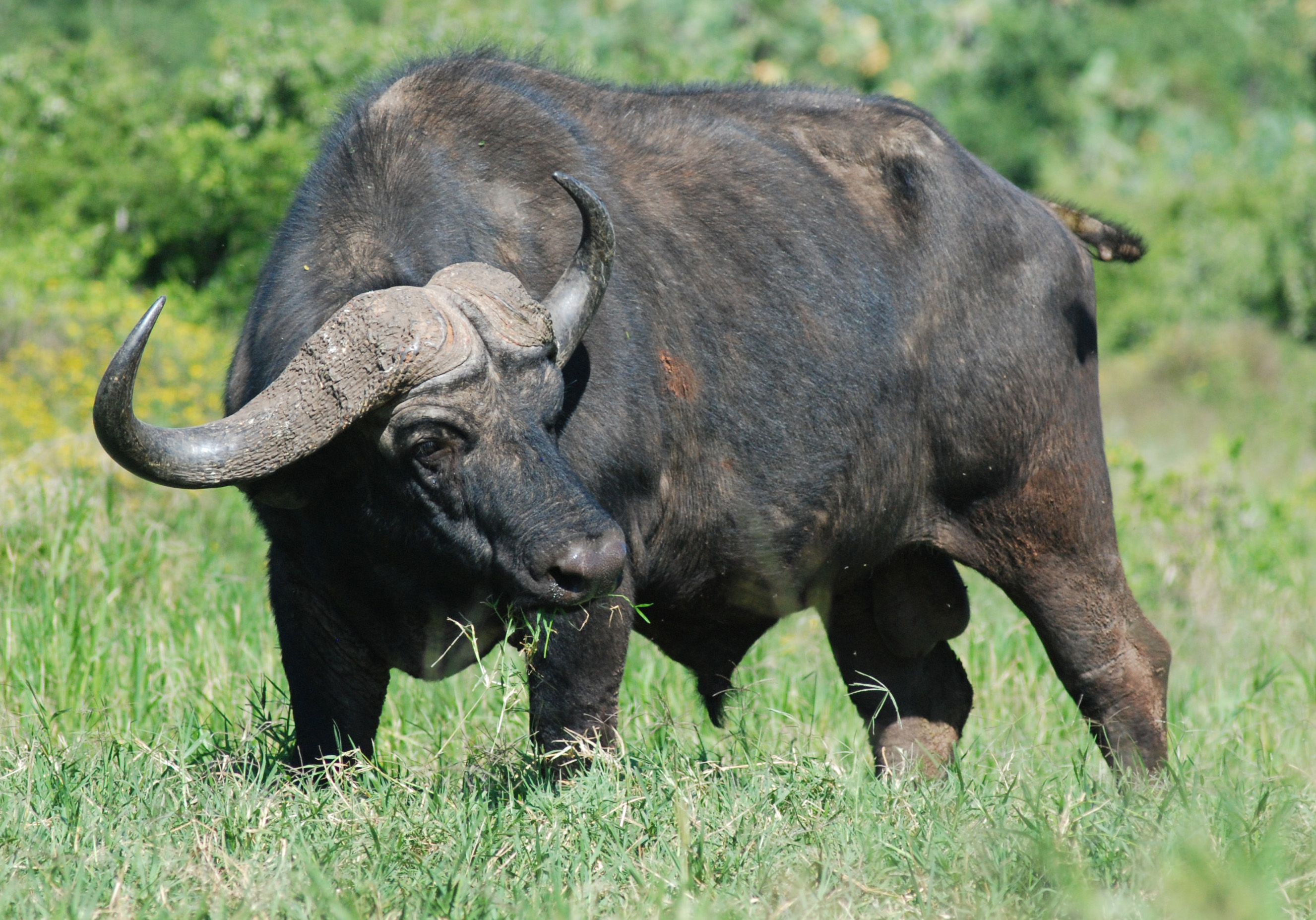Cape Buffalo at Addo Elephant National Park