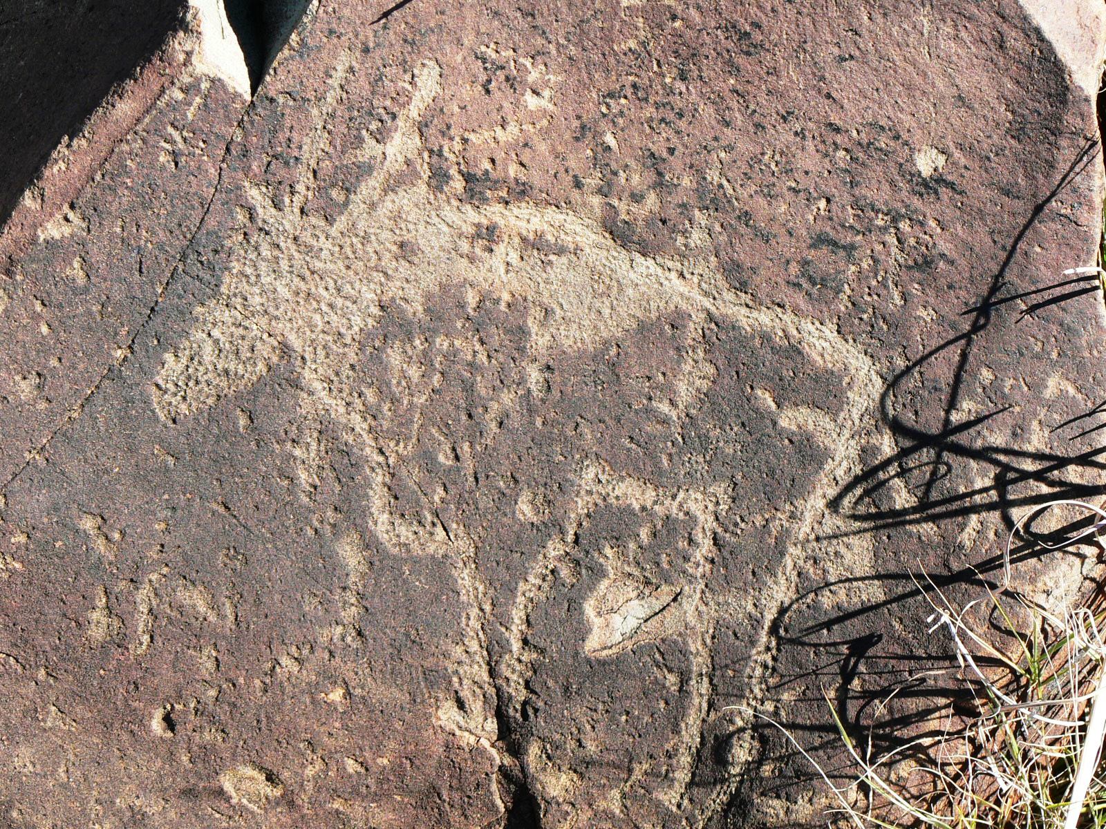 Engraving of a gemsbok from the Wildebeest Kuil Rock Arts Site outside Kimberley South Africa.  The site is open to the public and is well interpreted.