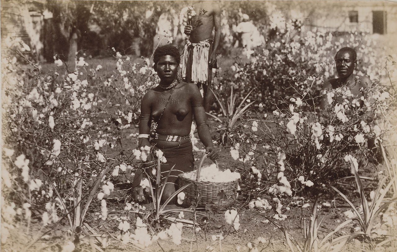 Albumen print showing three workers picking cotton in South Africa. As on sugar plantations, day-to-day conditions for cotton pickers changed little after emancipation.