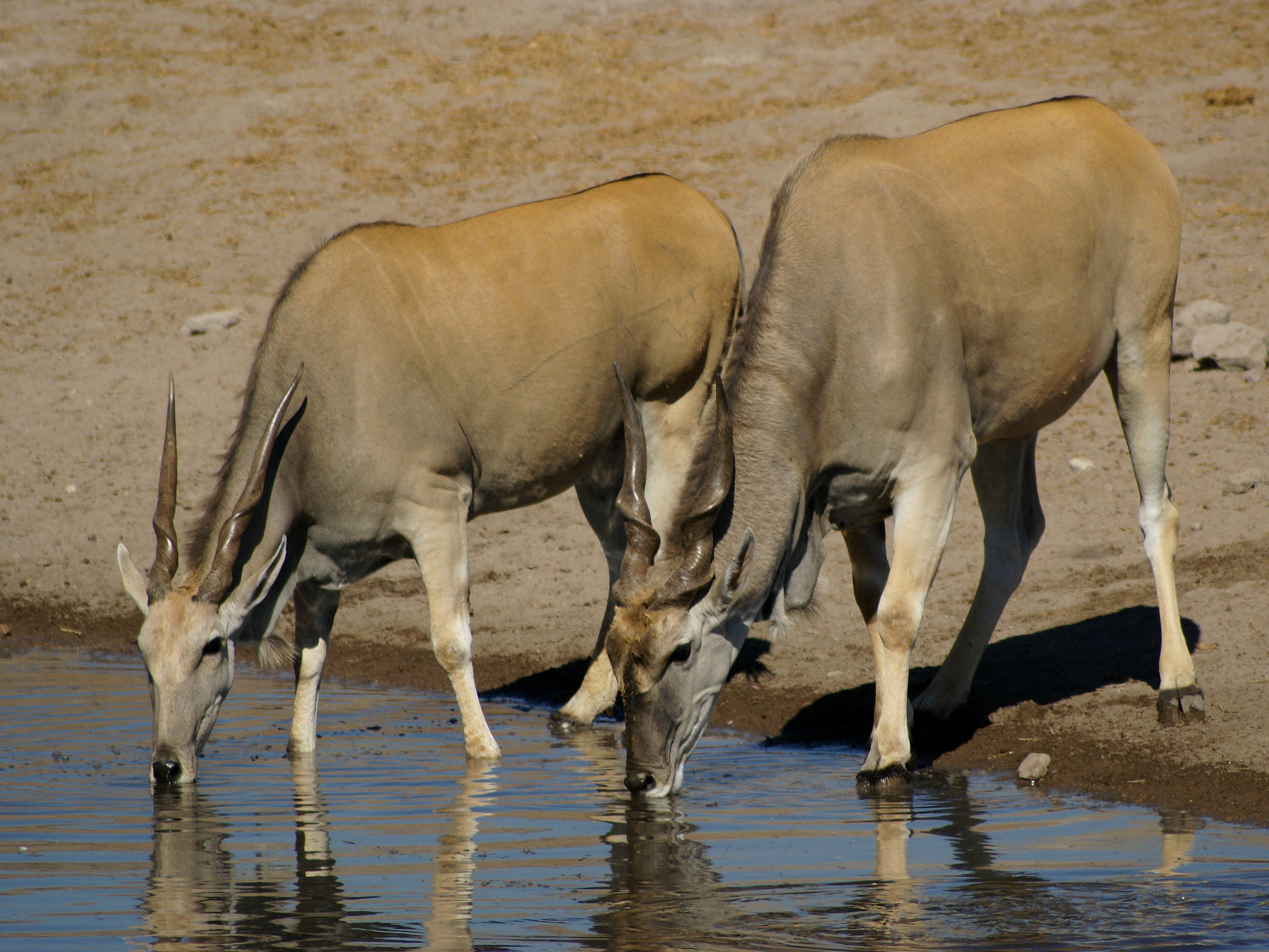 Eland at Chudop waterhole, Etosha National Park, Namibia