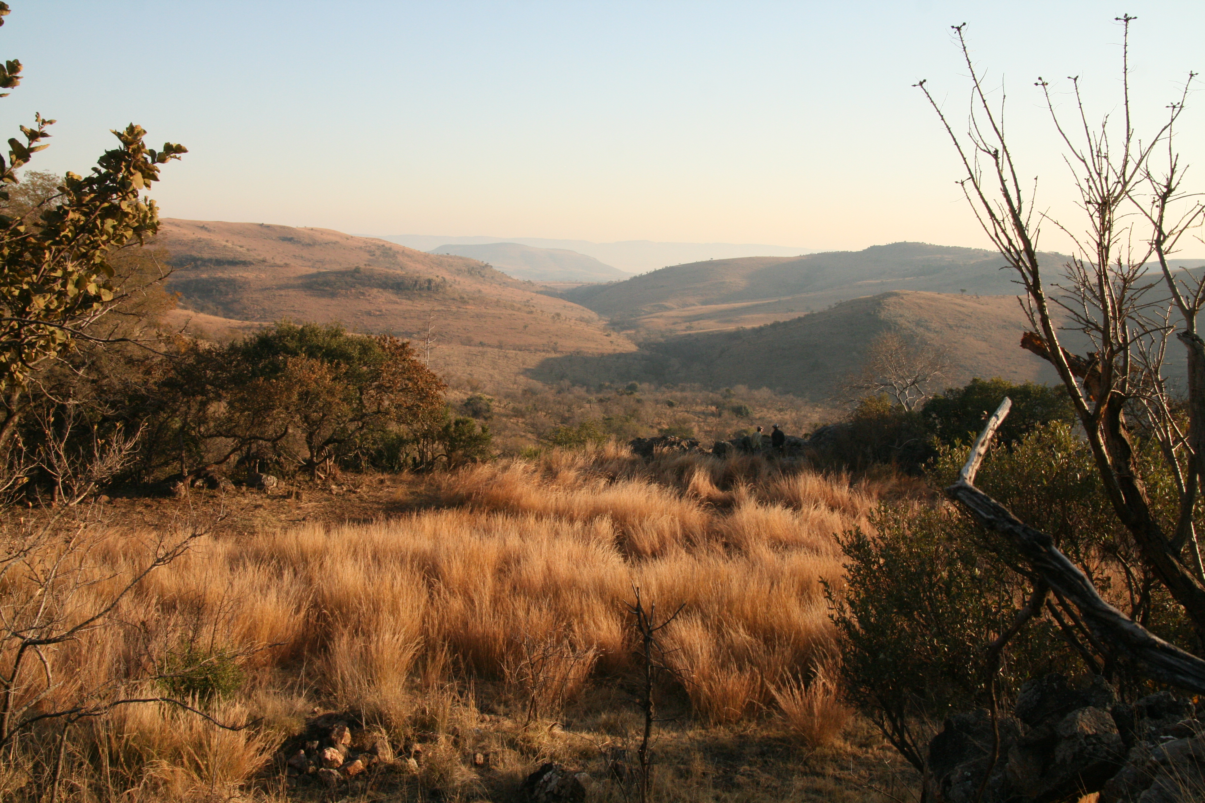 The Malapa site valley, looking North, Cradle of Humankind, South Africa, August 2011.  The malapa site, distant centre is the site of discovery of the early hominin species Australopithecus sediba.  Photo by Lee R. Berger