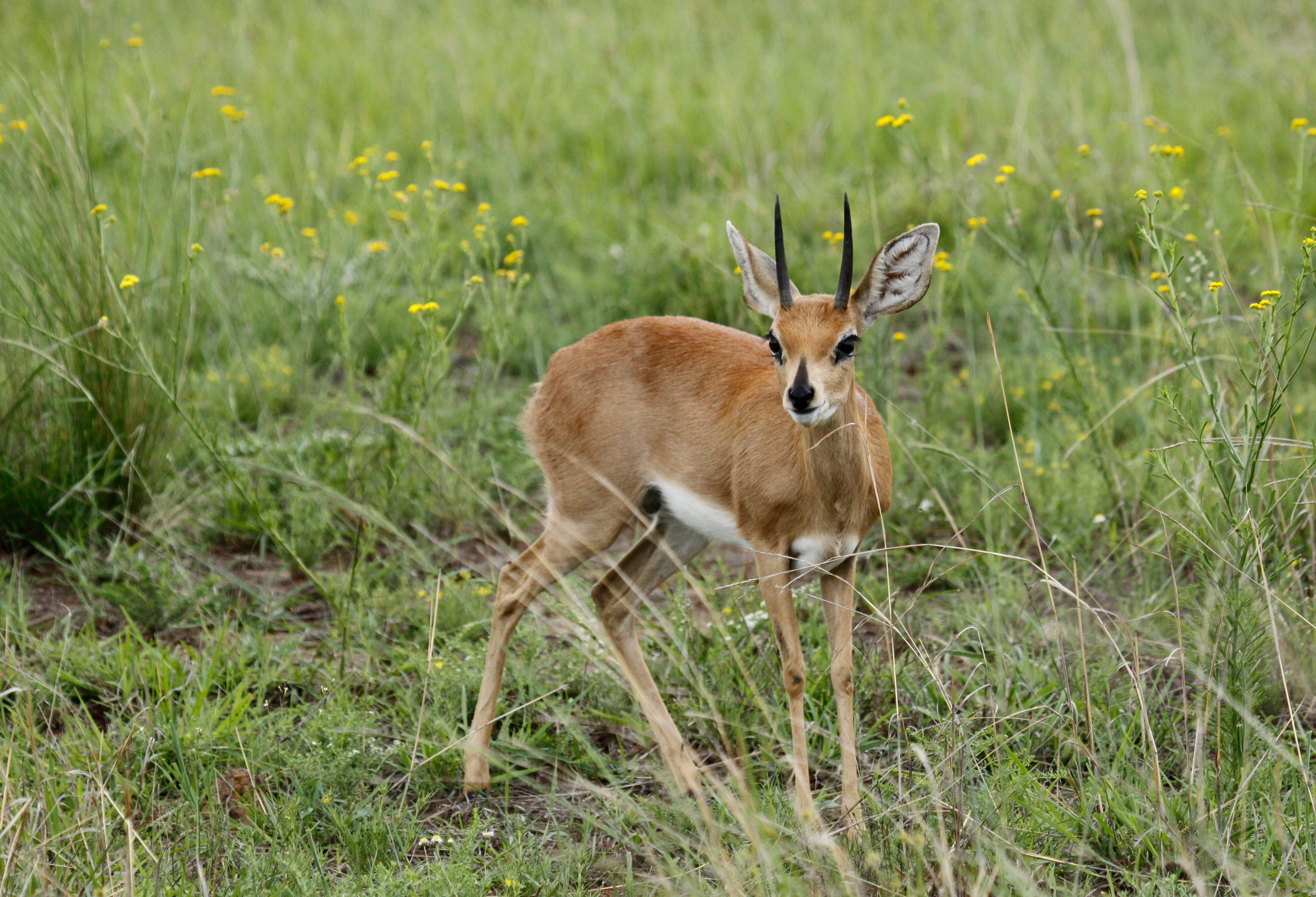 A male Steenbok (R. campestris) at Pilanesberg National Park in North West, South Africa