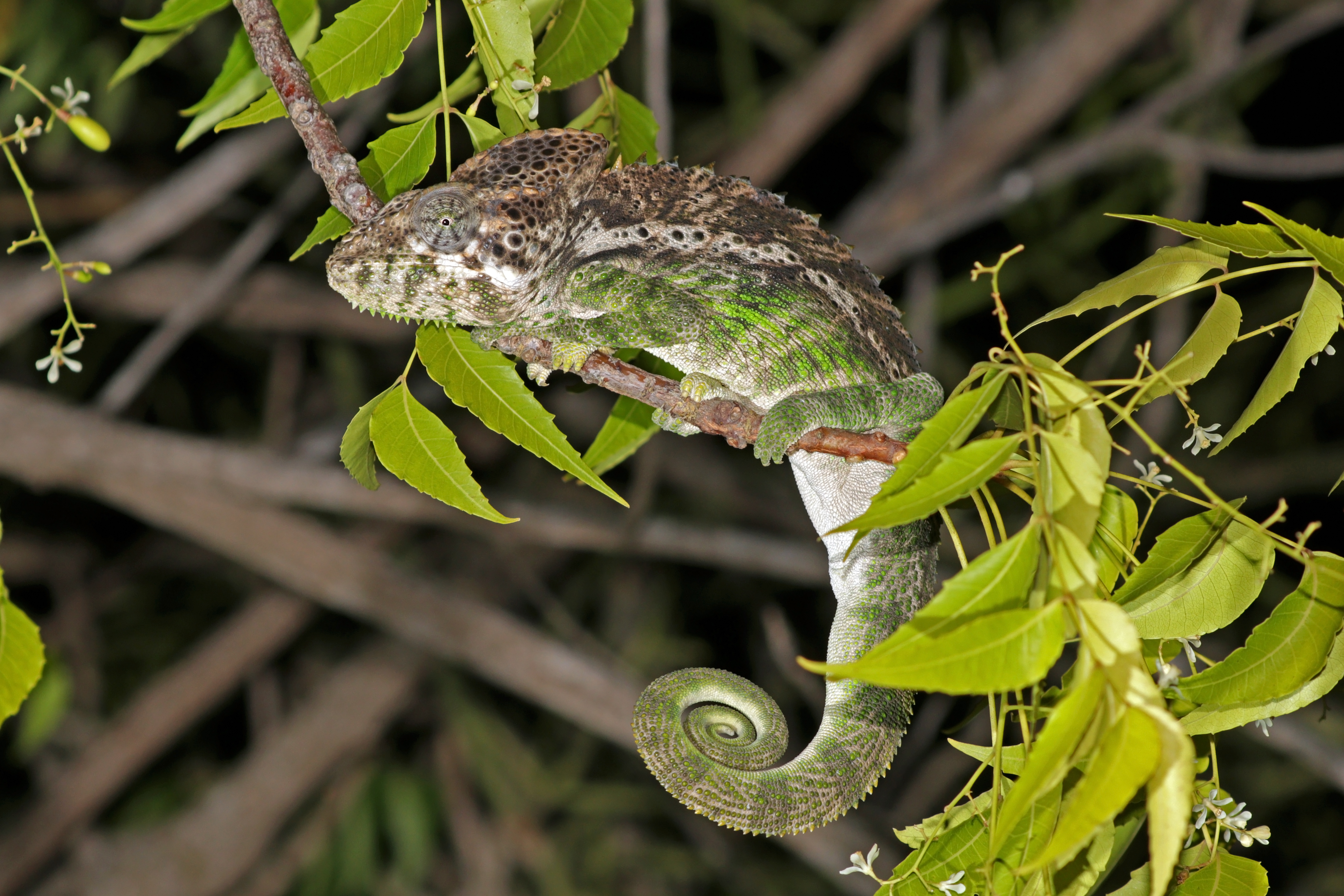 Warty chameleon (Furcifer verrucosus) male, Arboretum d'Antsokay, Madagascar