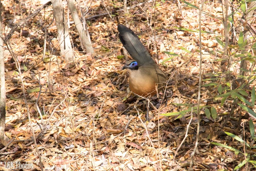 Giant Coua in Zombitse-Vohibasia NP