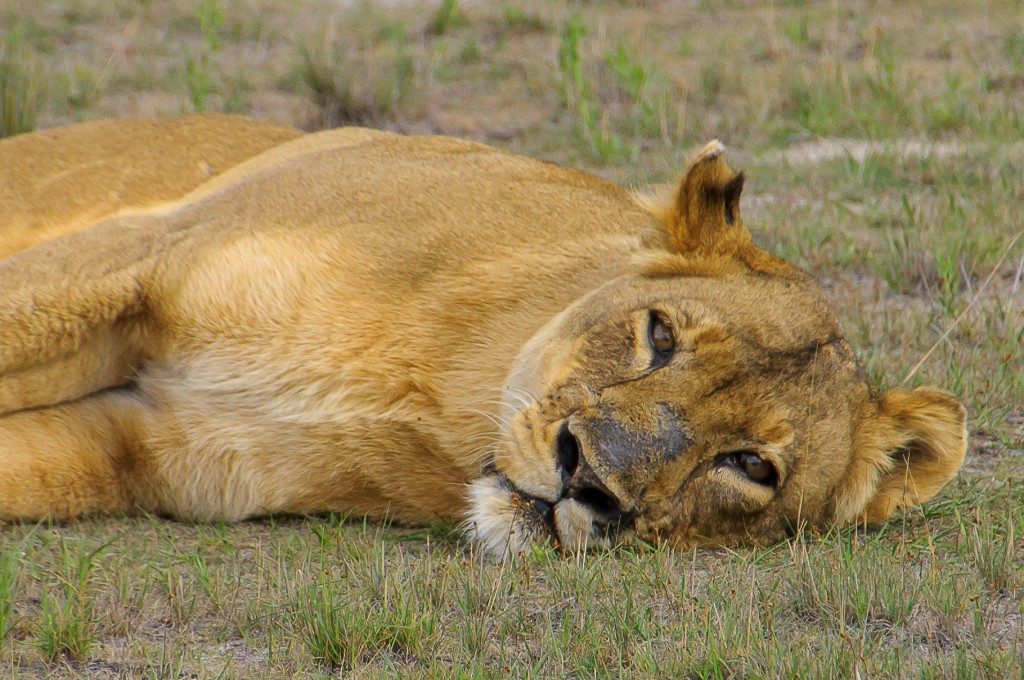Lady Liuwa, Liuwa Plain National Park, November 2012.jpg