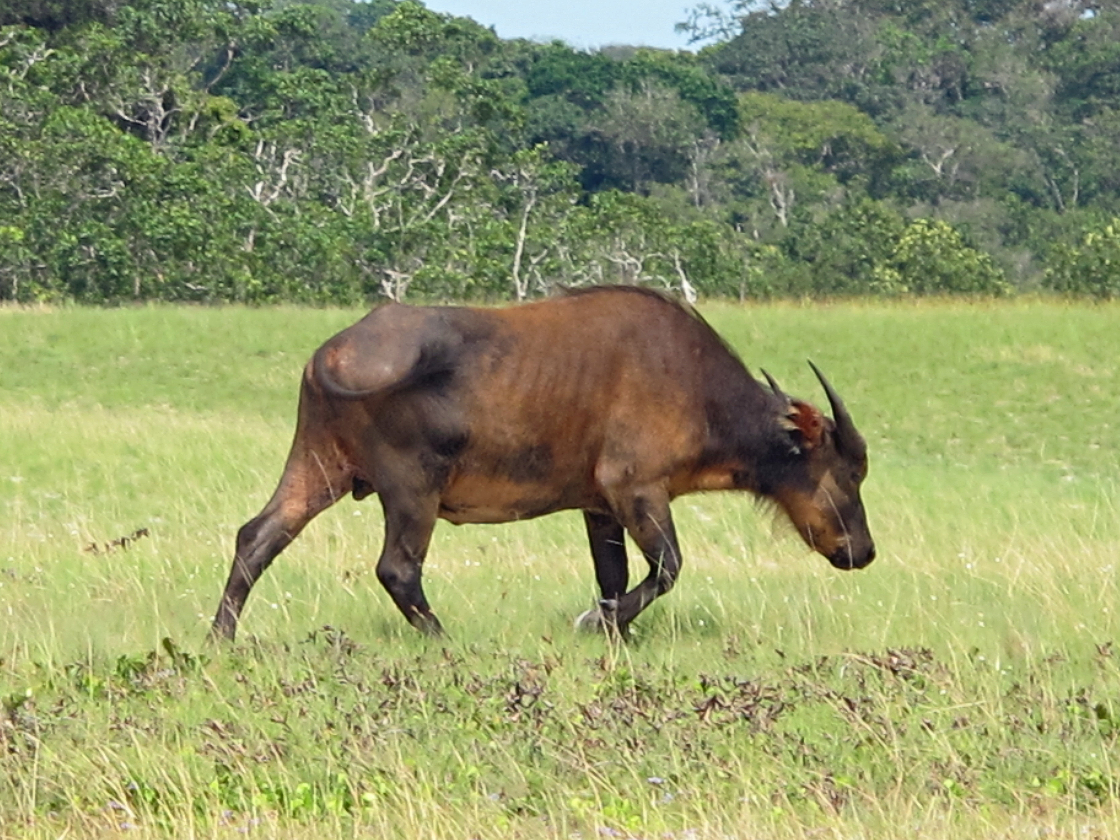 Forest bufflao (Syncerus caffer nanuns) at Loango National Park, Gaboon