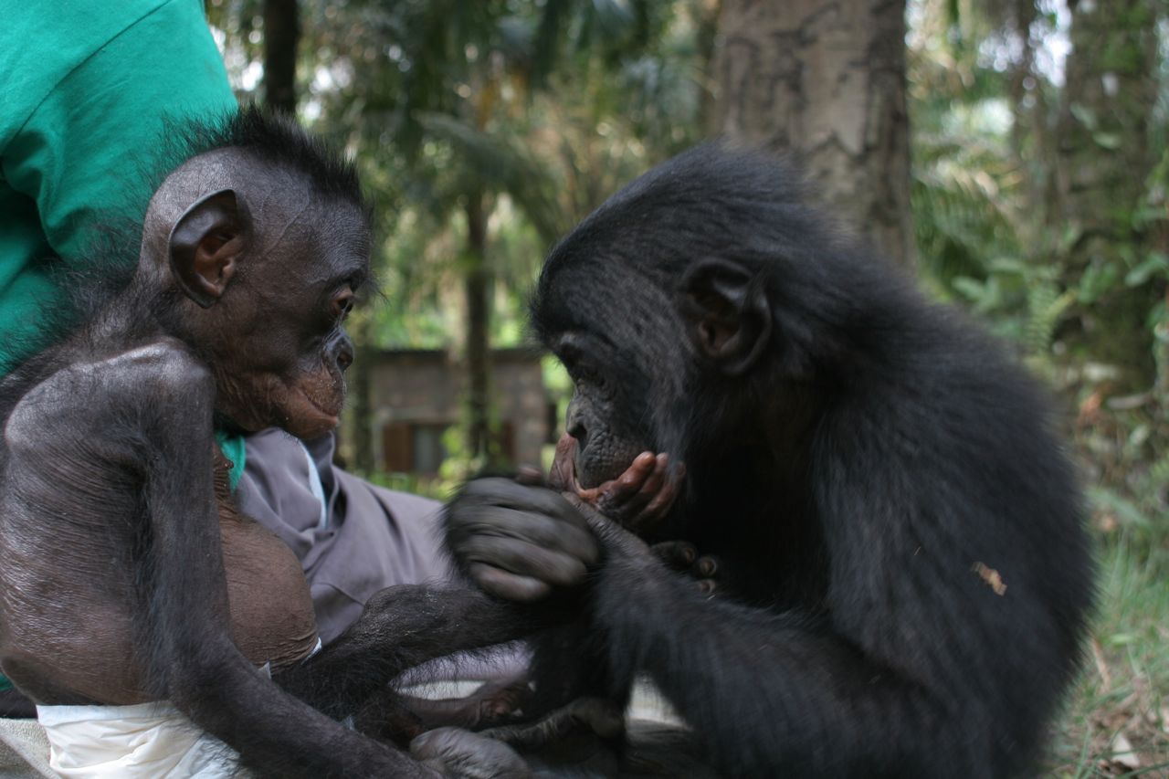 mwanda and lomela at Lola ya Bonobo sanctuary