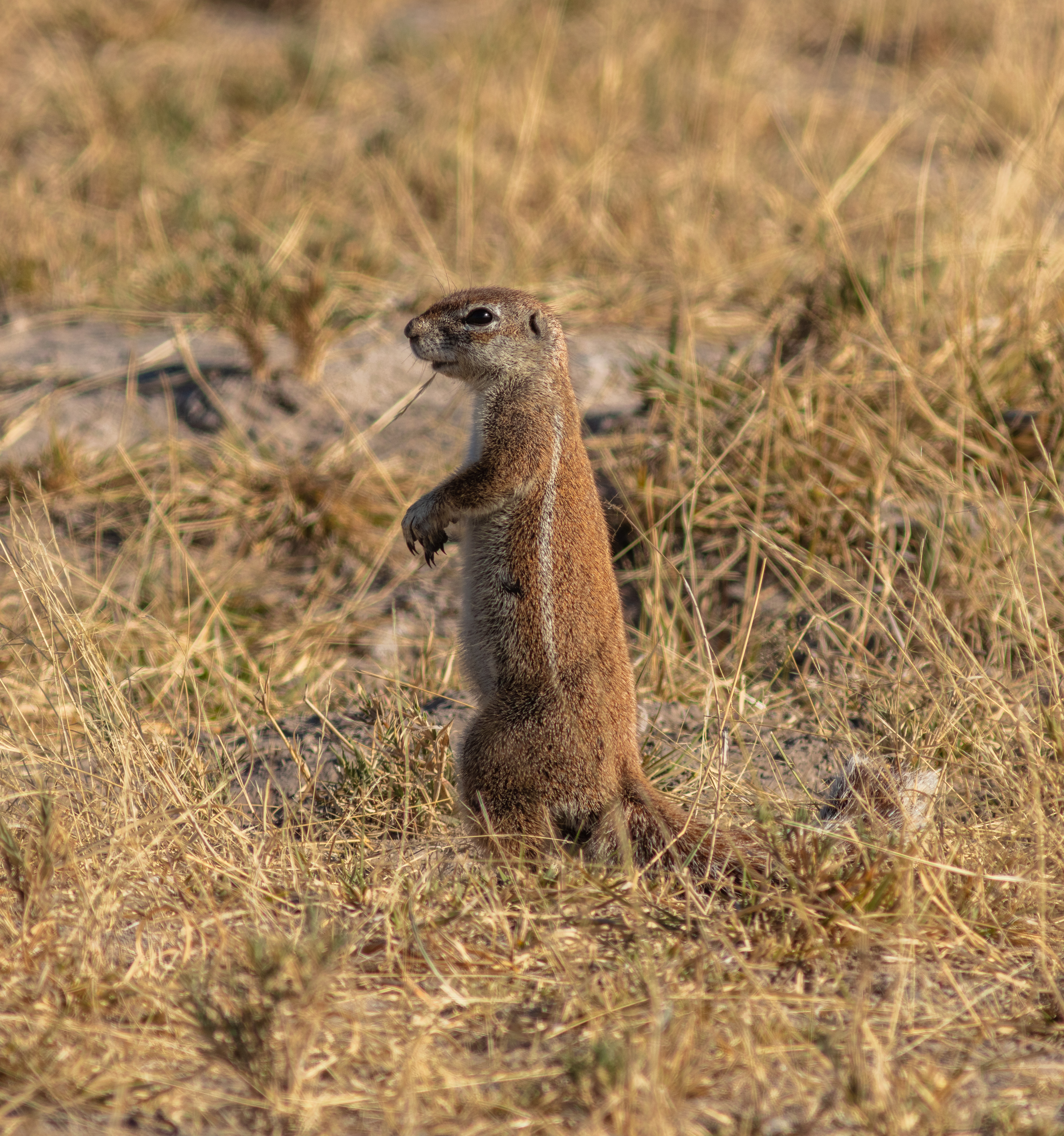 Cape ground squirrel (Xerus inauris), Makgadikgadi Pans National Park, Botswana