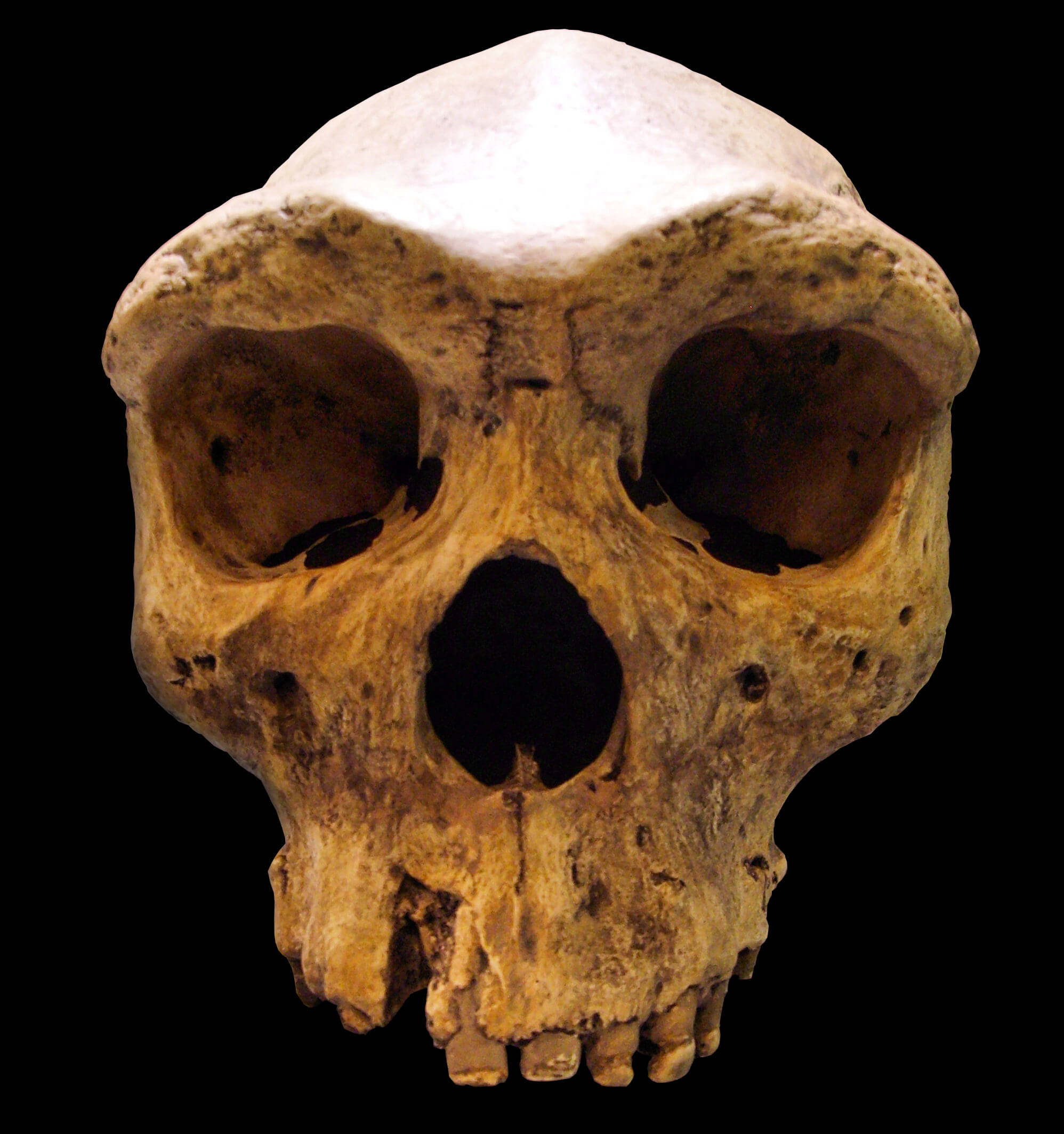 "Broken Hill Skull" from Kabwe, Zambia (replica, Museum Mauer, near Heidelberg, Germany). Type specimen of Homo rhodesiensis, renamed as Homo erectus, also sometimes named Homo heidelbergensis or "archaic Homo sapiens".