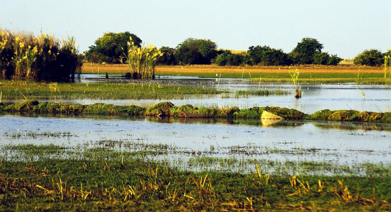 A view of the Bangweulu Swamps, Zambia, at Shoebill Island in the dry season